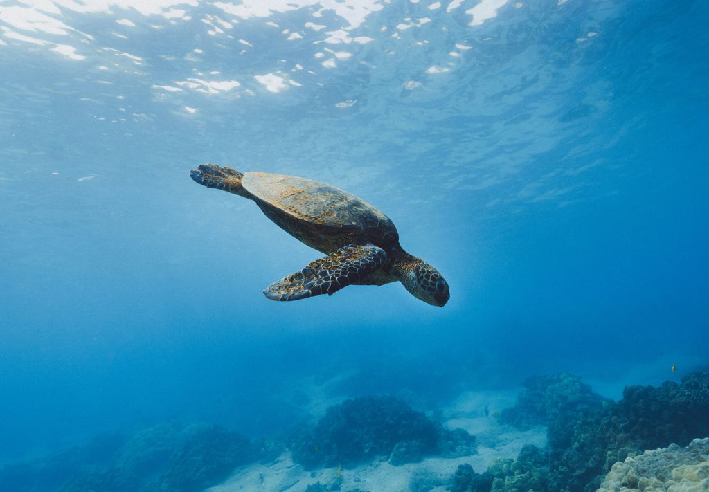 tortue marine