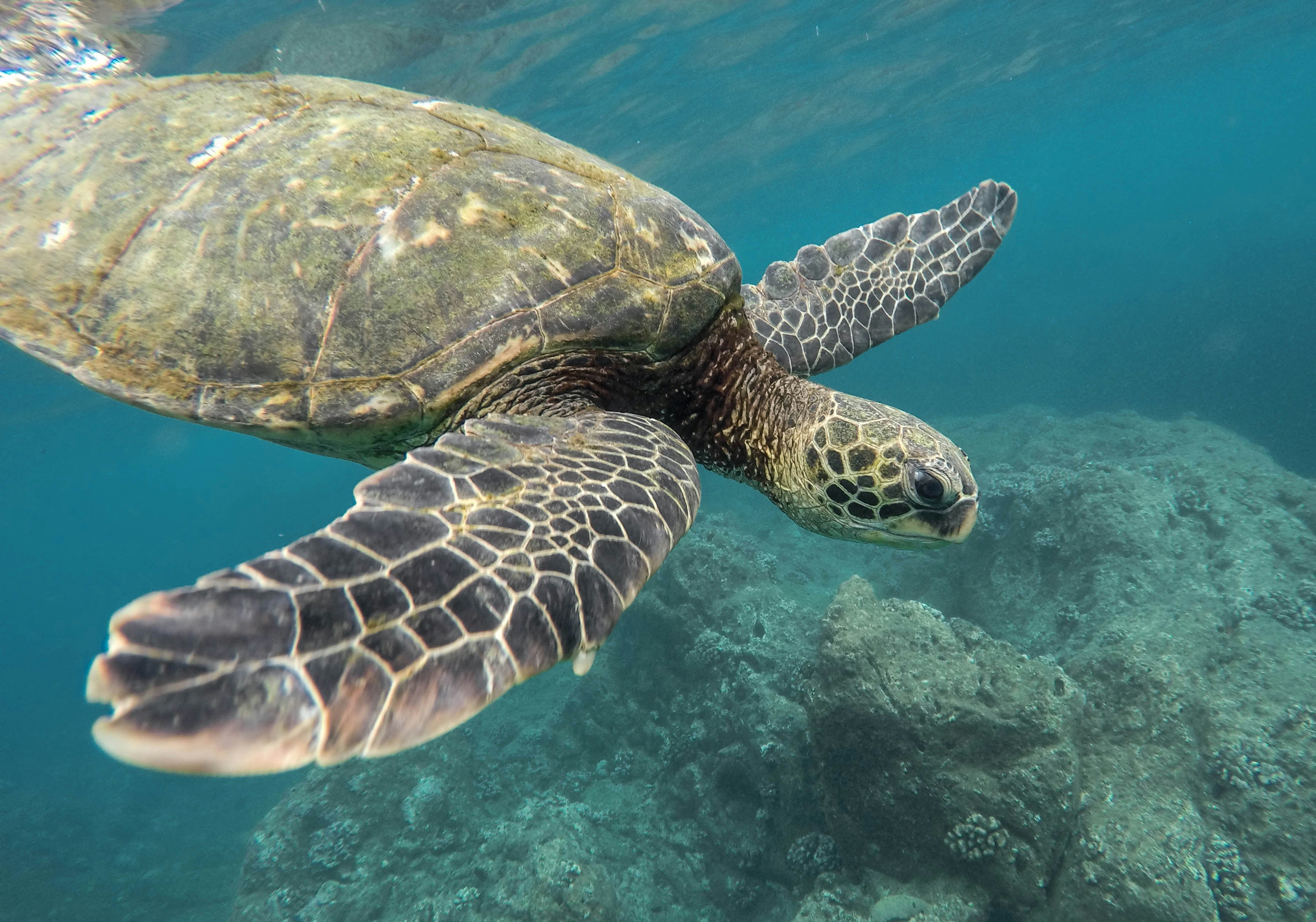 tortue verte
