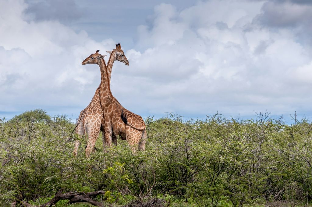 girafes s'entremêlent