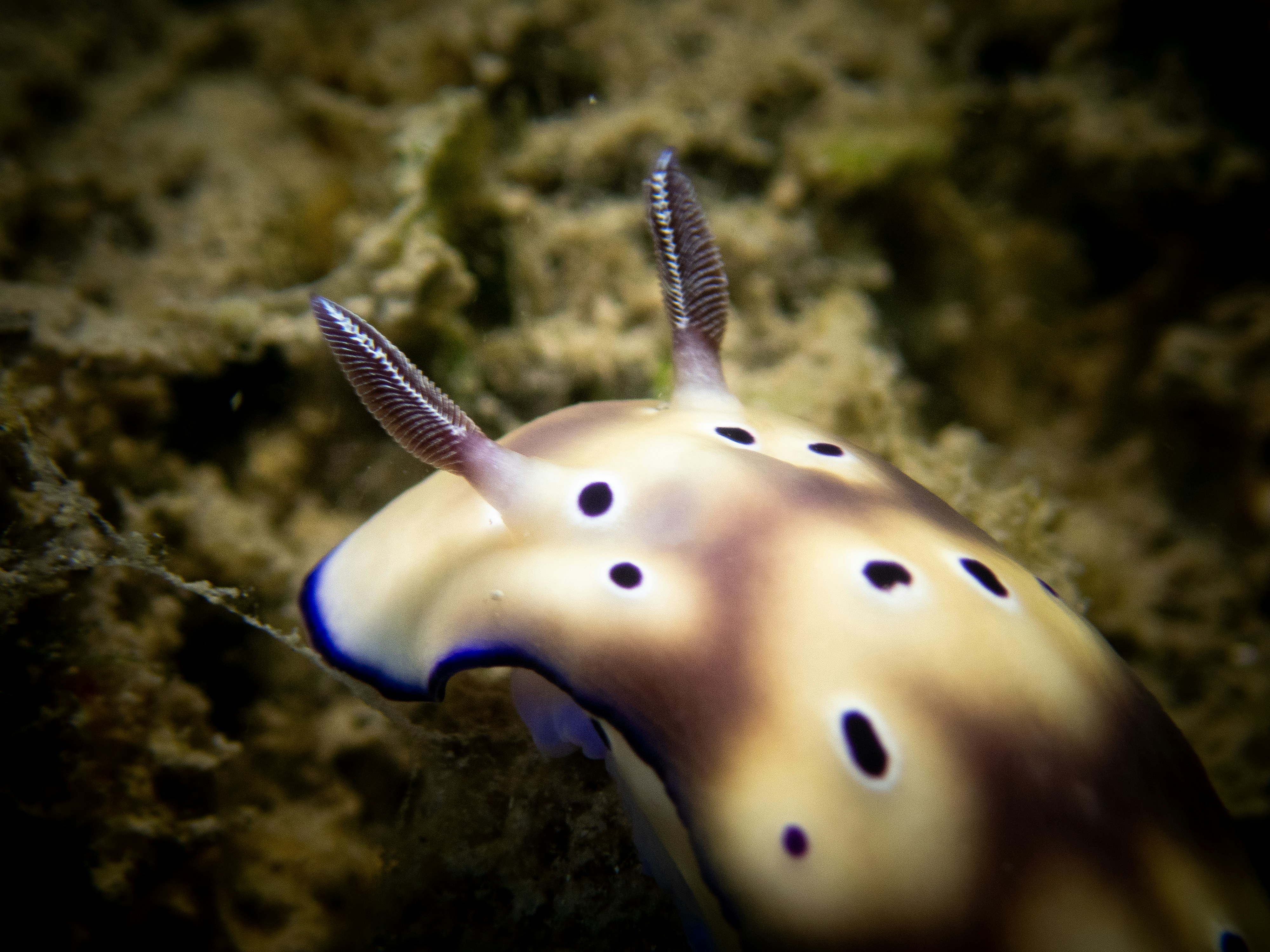 nudibranche