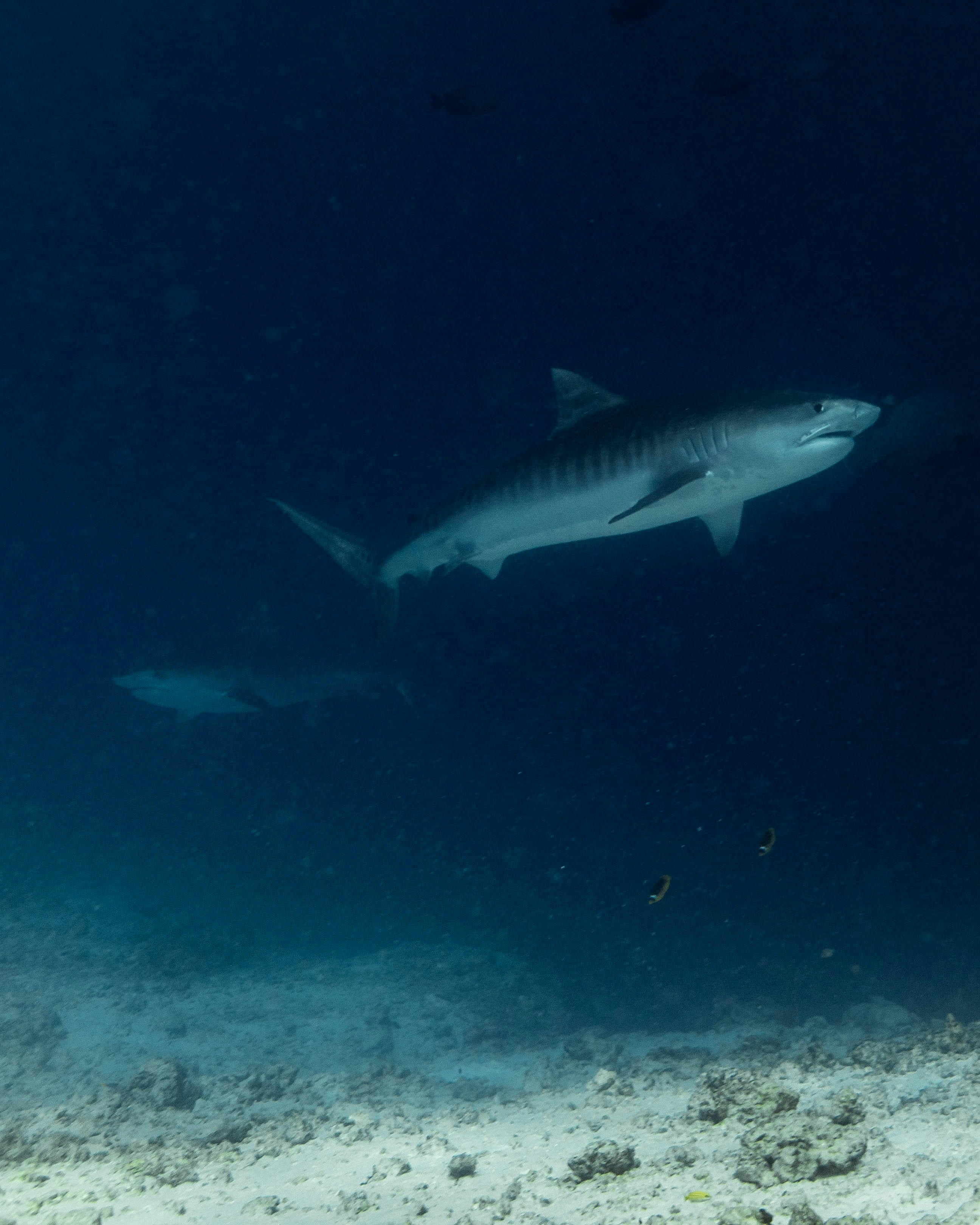requin tigre