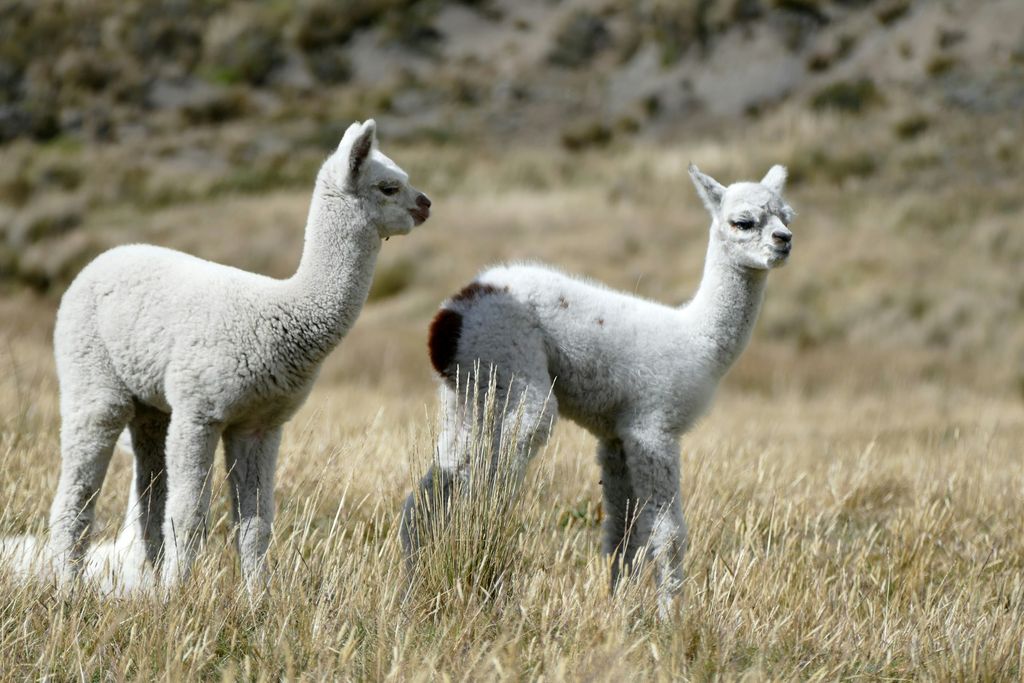 Découverte de l'Equateur continental
