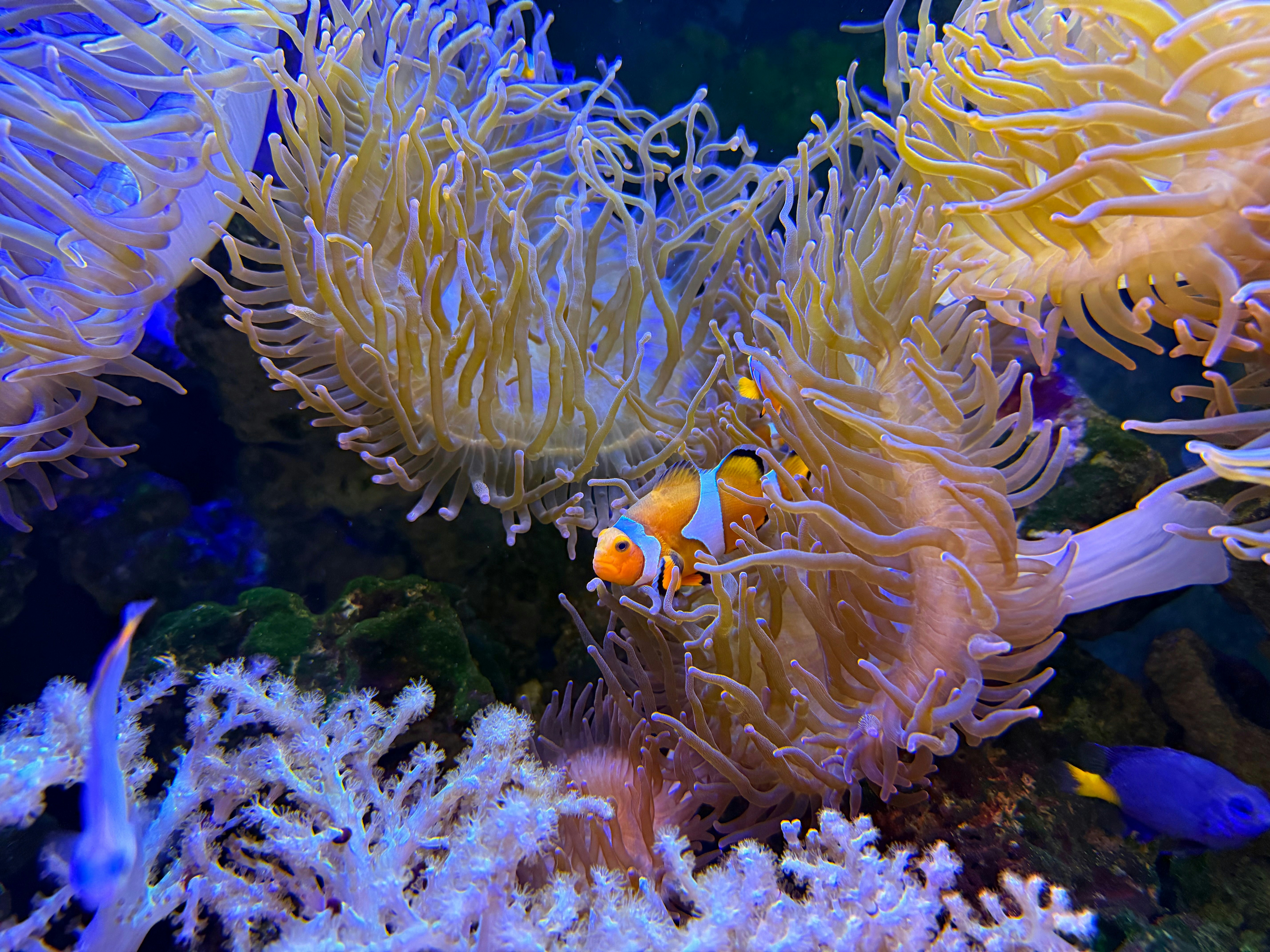 poisson clown