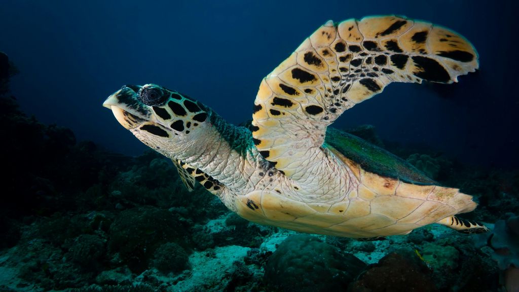 tortue verte