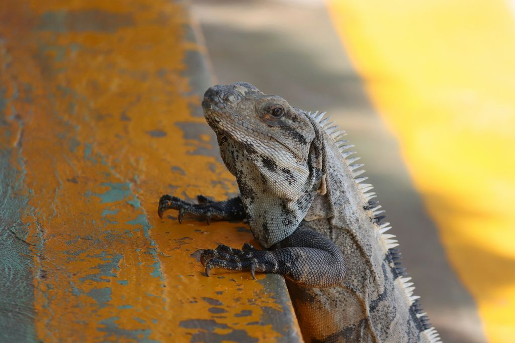 lézard 