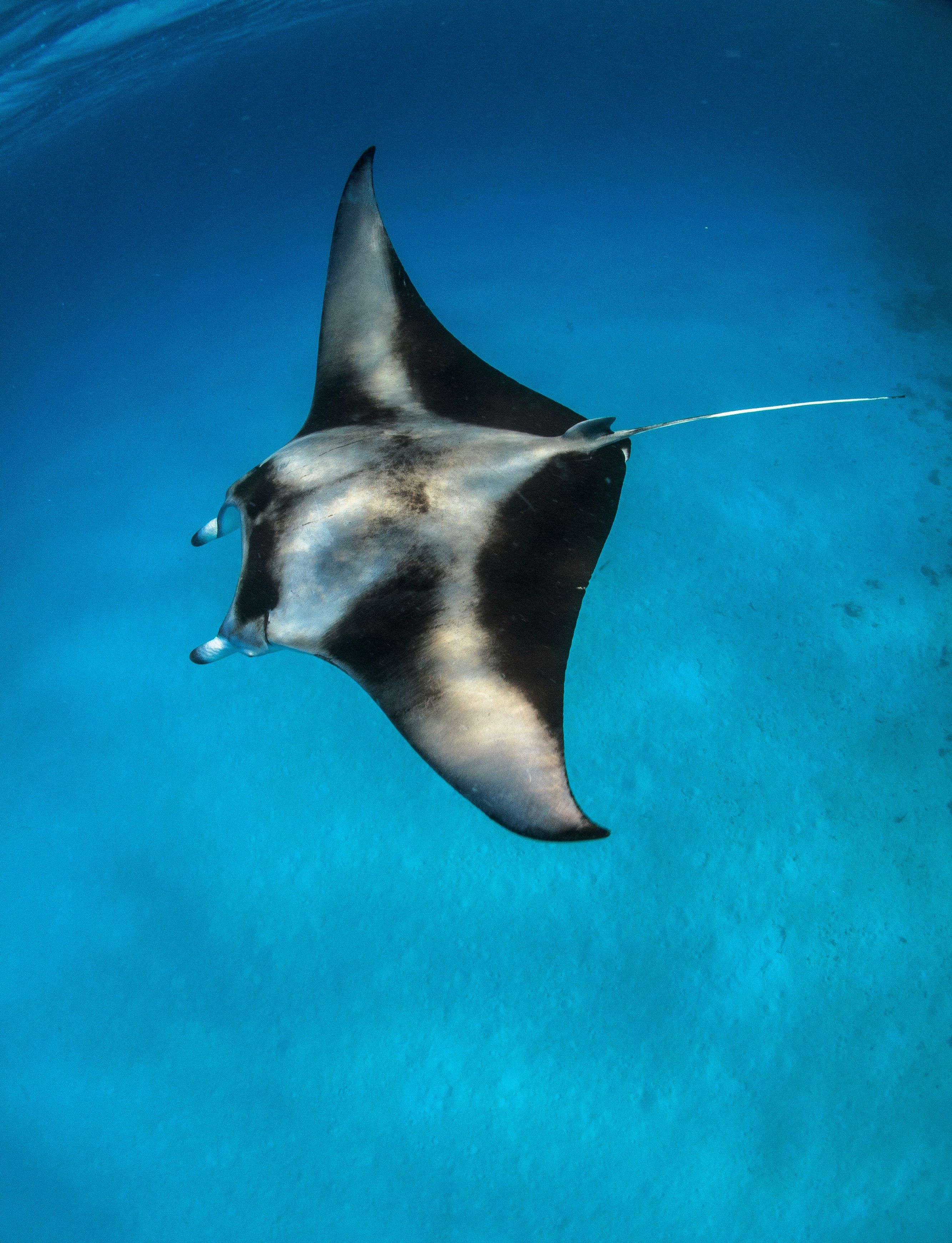 Raie manta