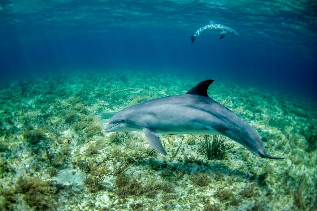 dauphins 