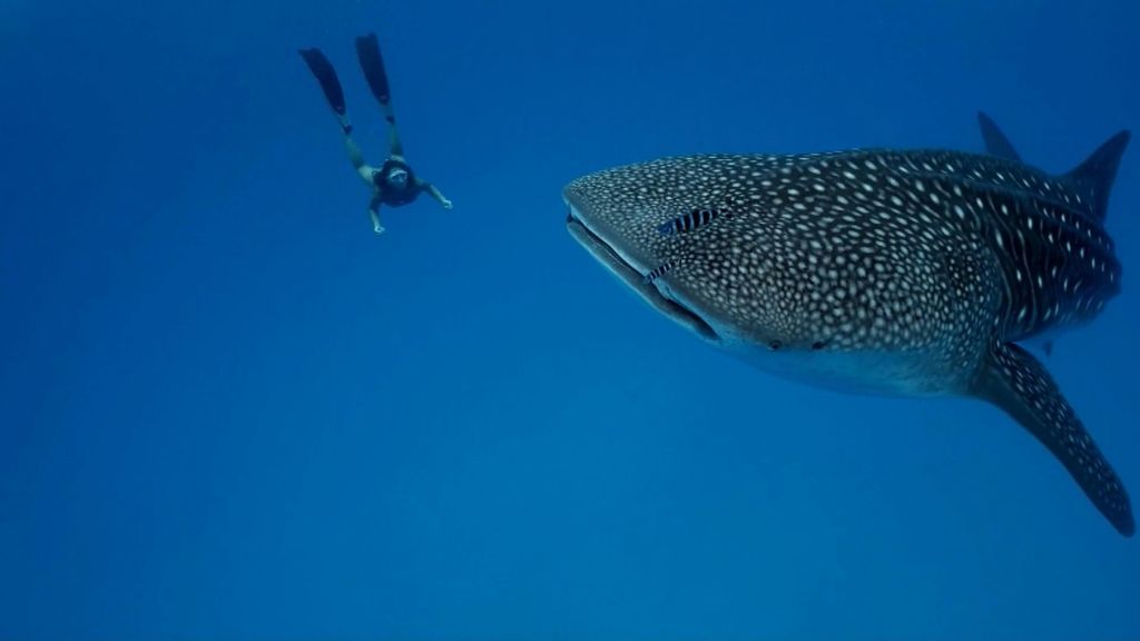 requin baleine et snorkeling