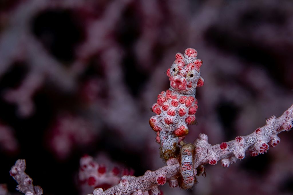 hippocampes pygmées