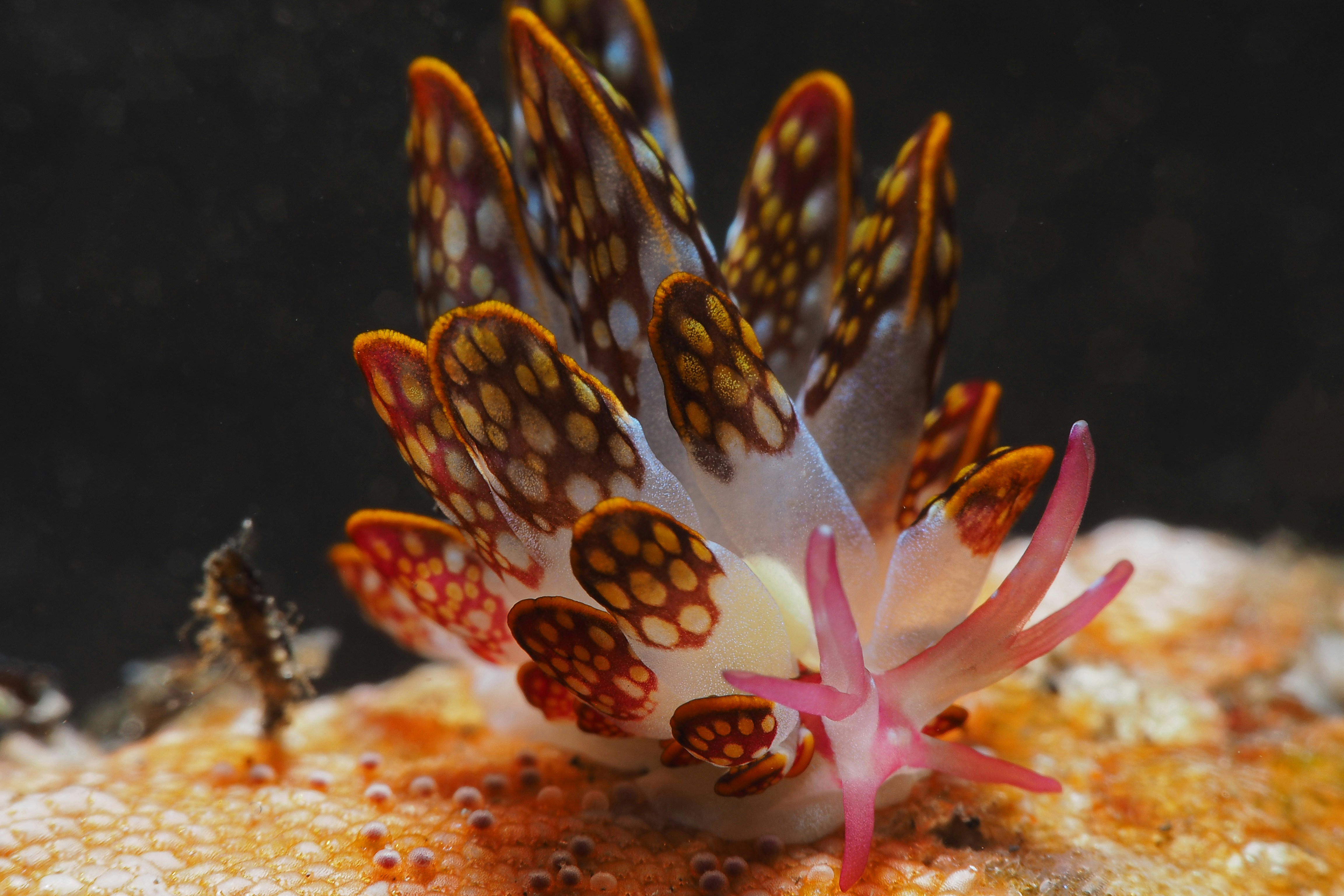 nudibranche