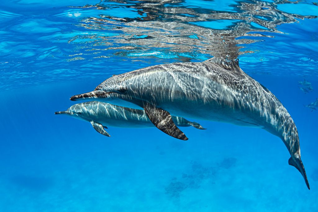 dauphins mer rouge