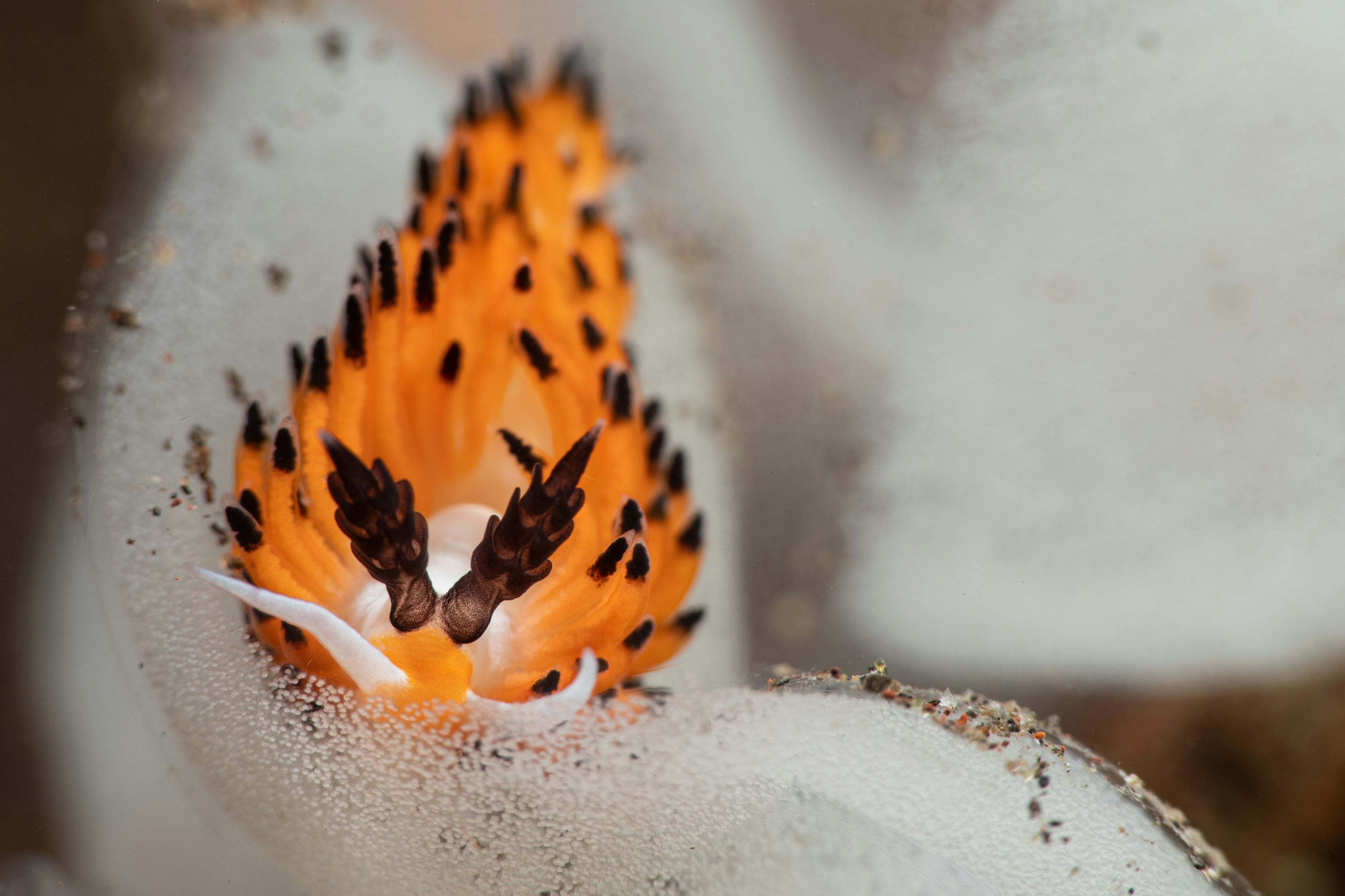 nudibranche