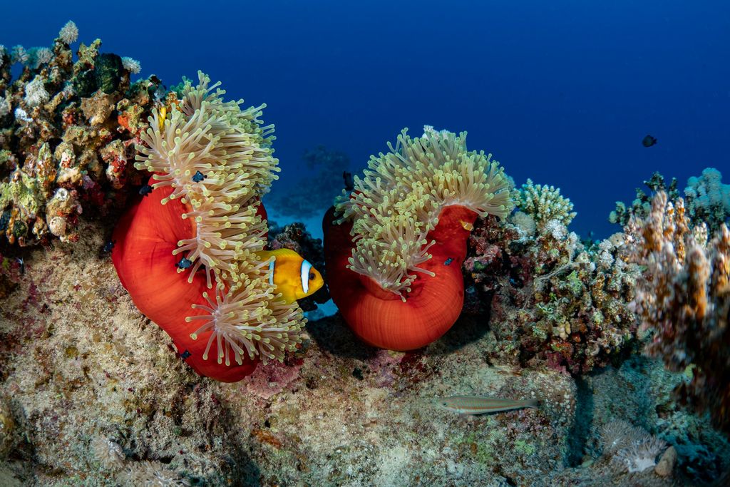 poisson clown et coraux