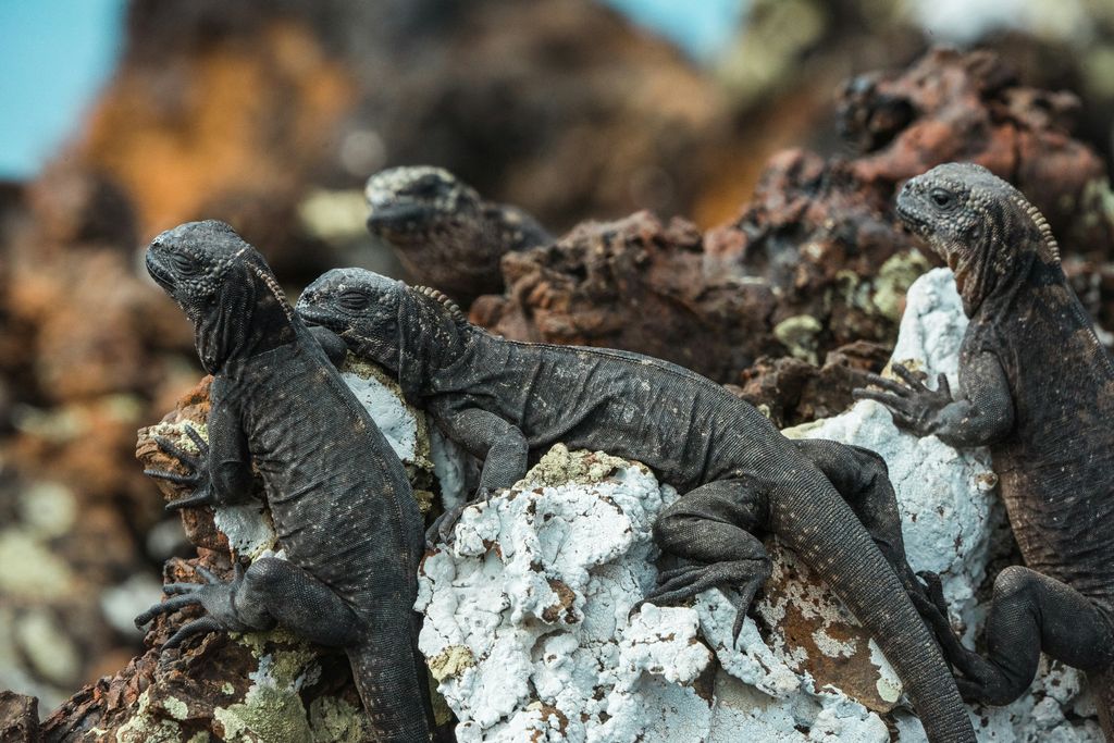 iguane