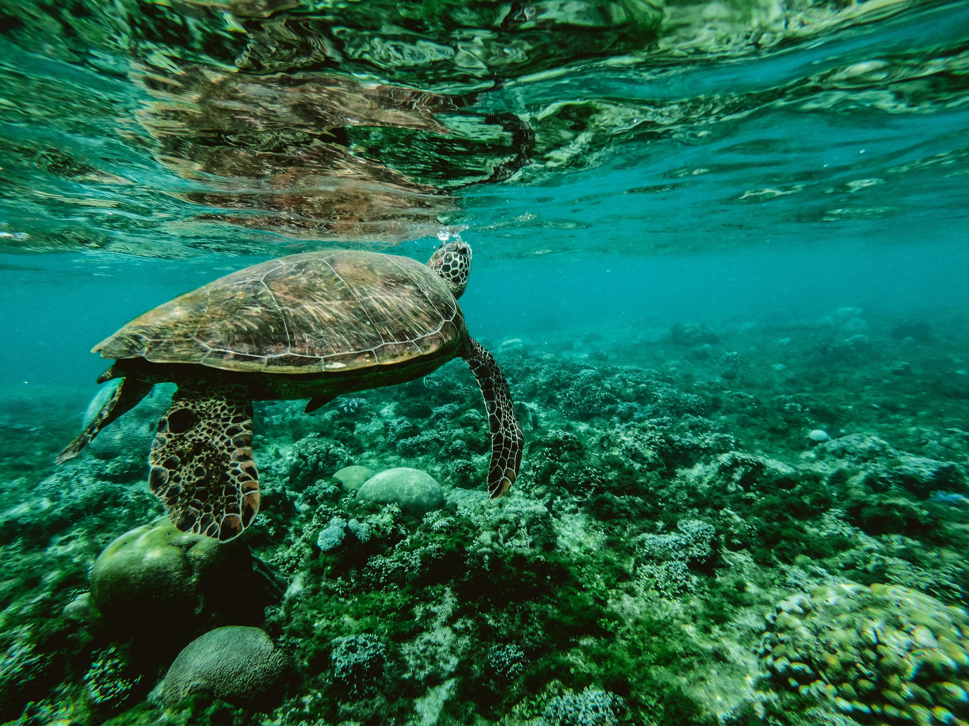 tortue marine