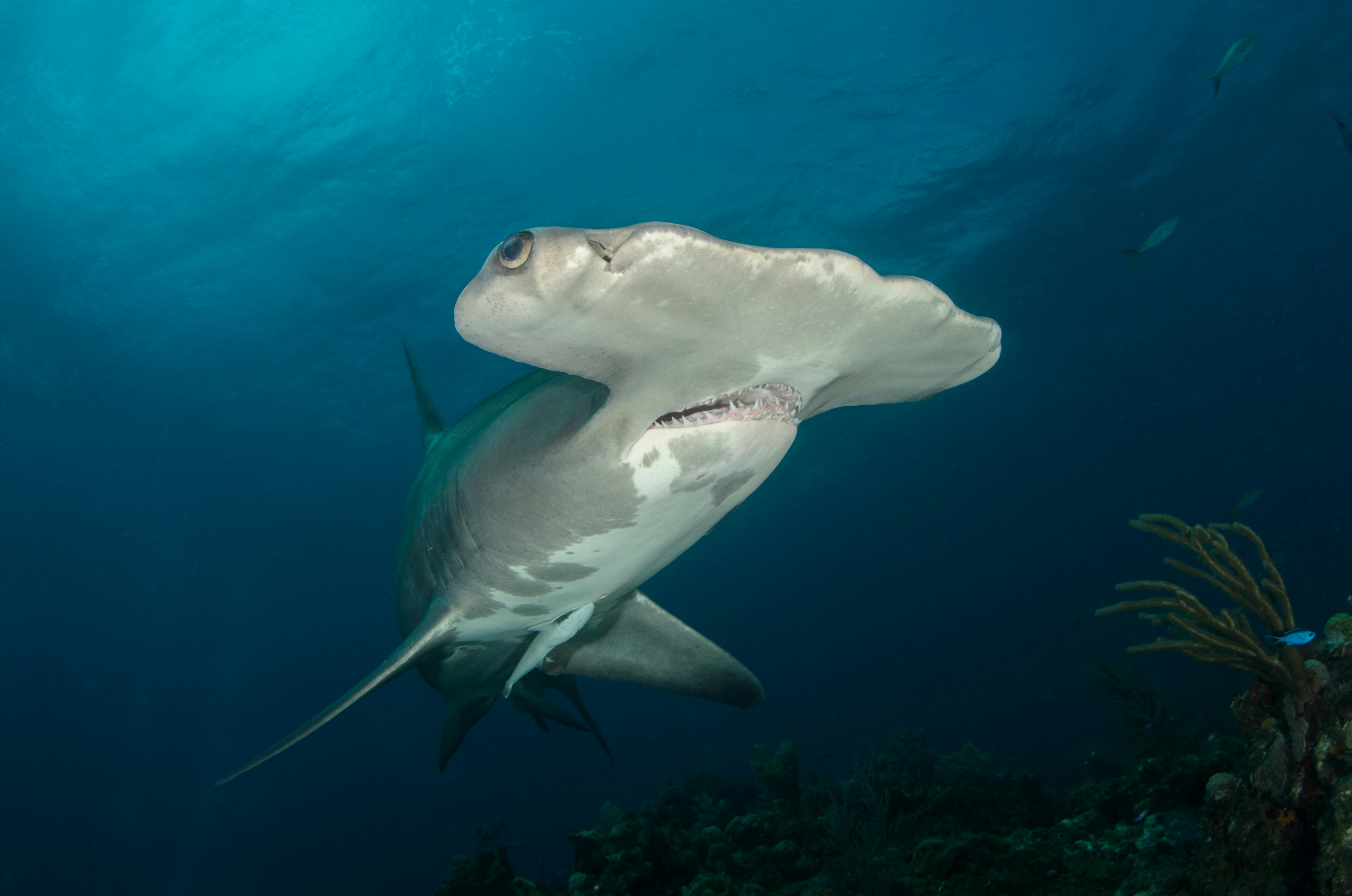 requin marteaux