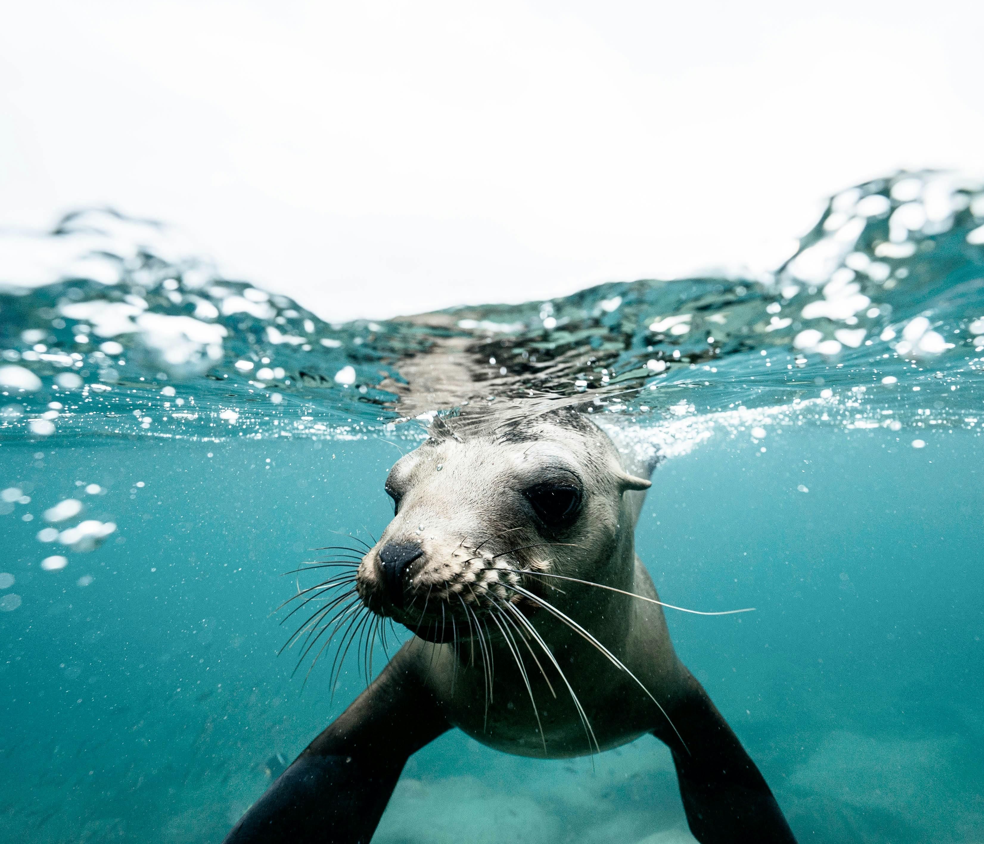 lion de mer sous l'eau