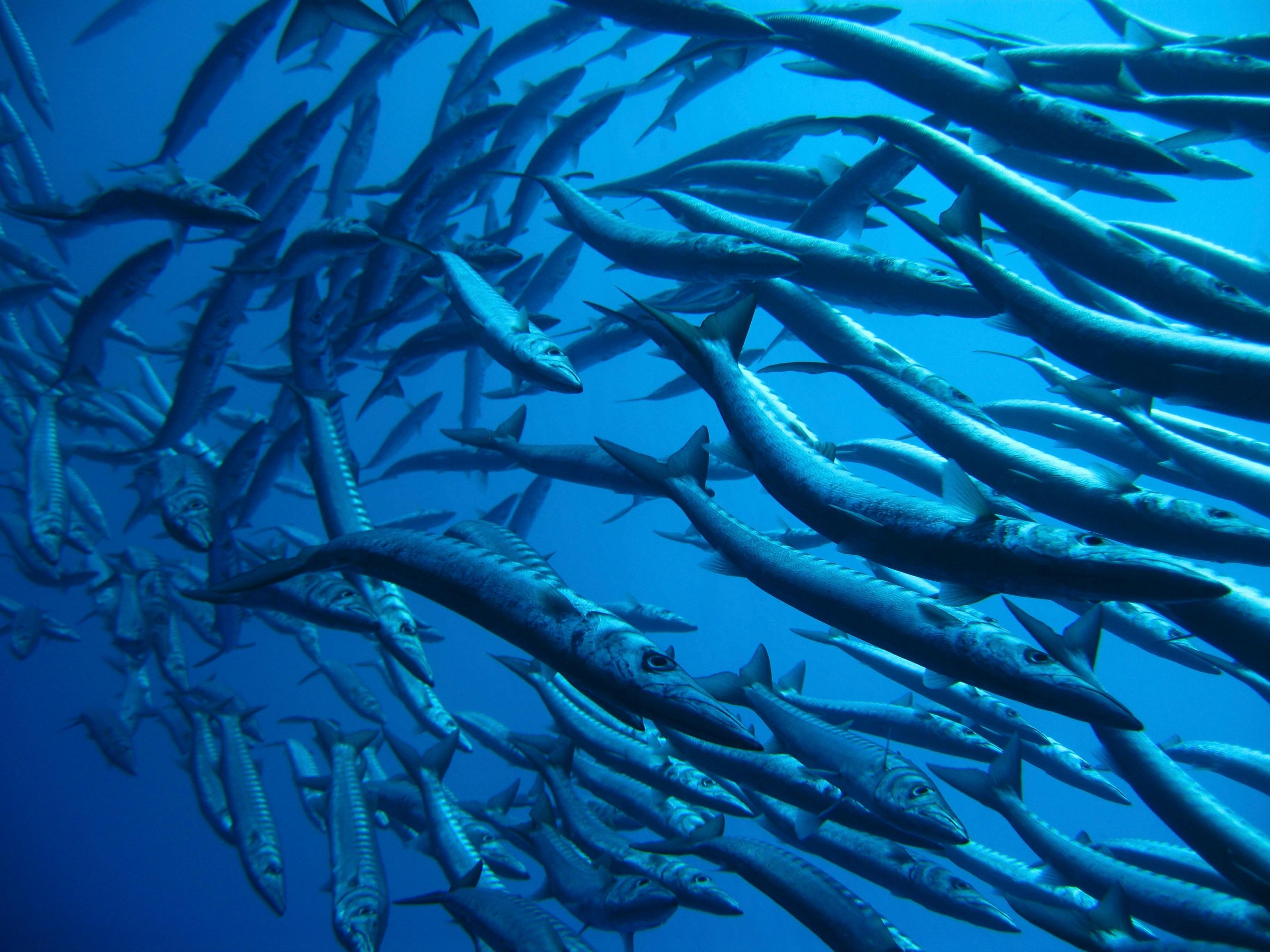 banc de barracudas