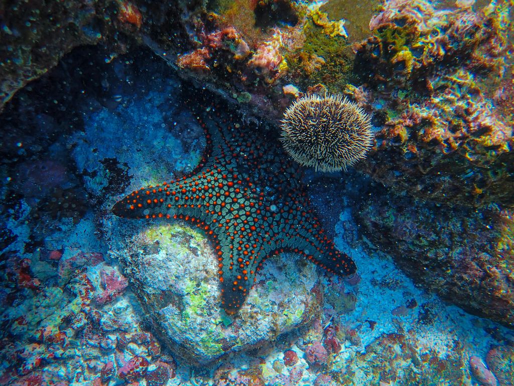 étoile de mer