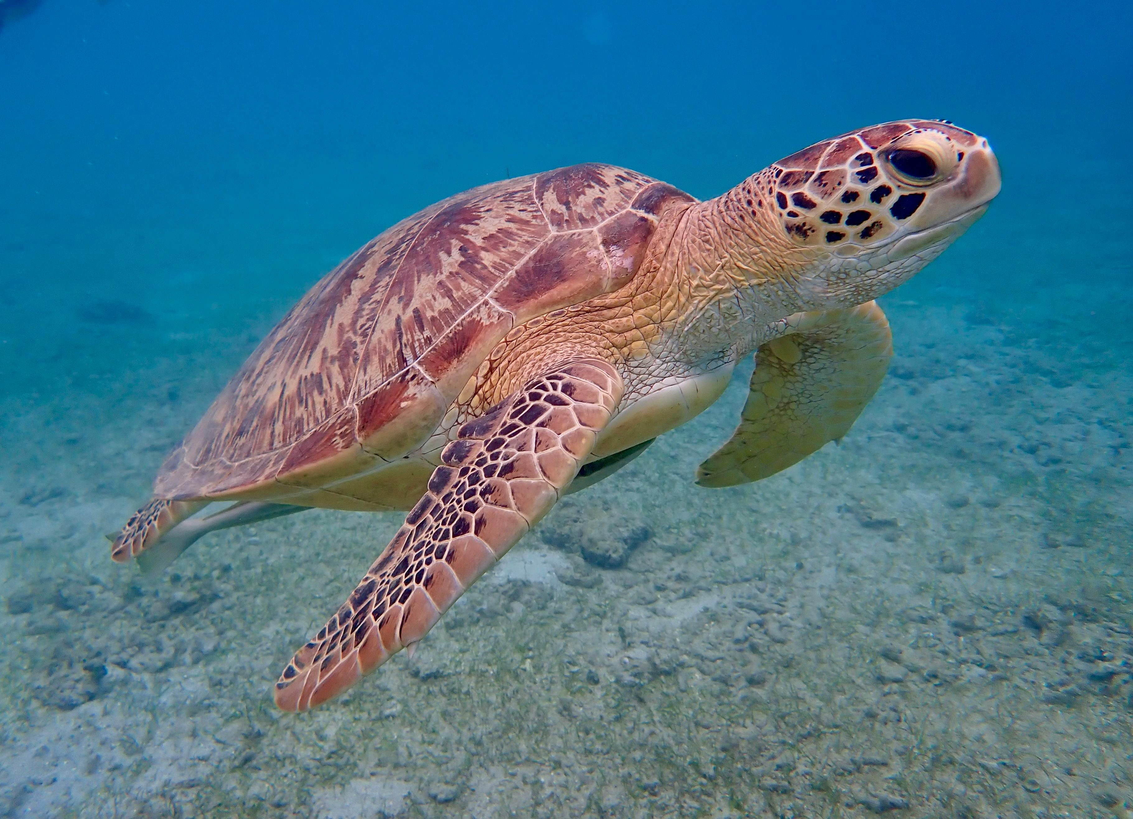tortue marine
