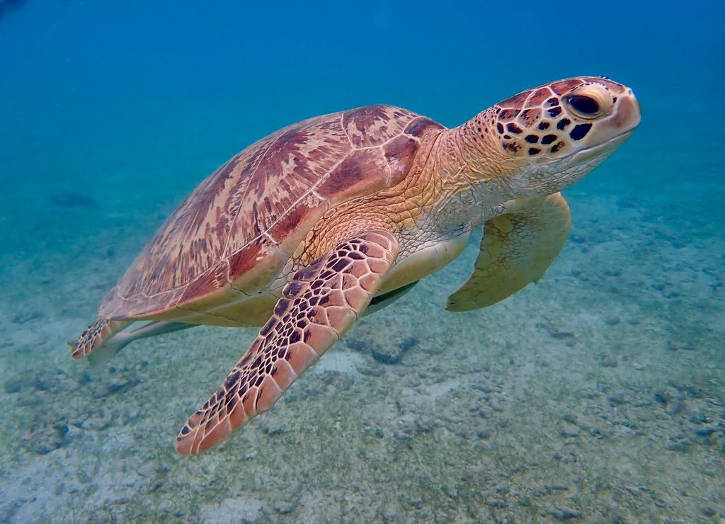 tortue verte