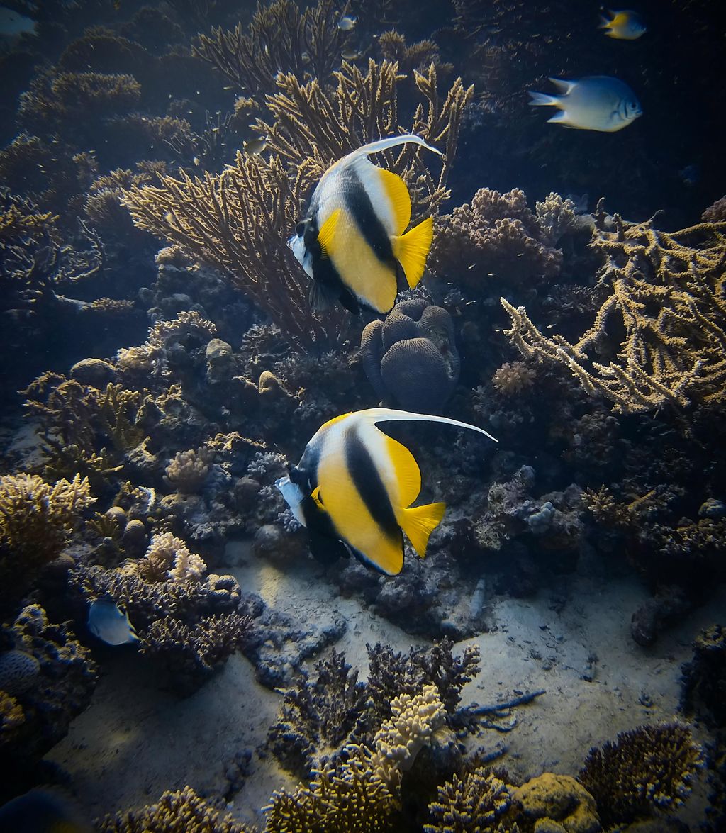 poisson ange
