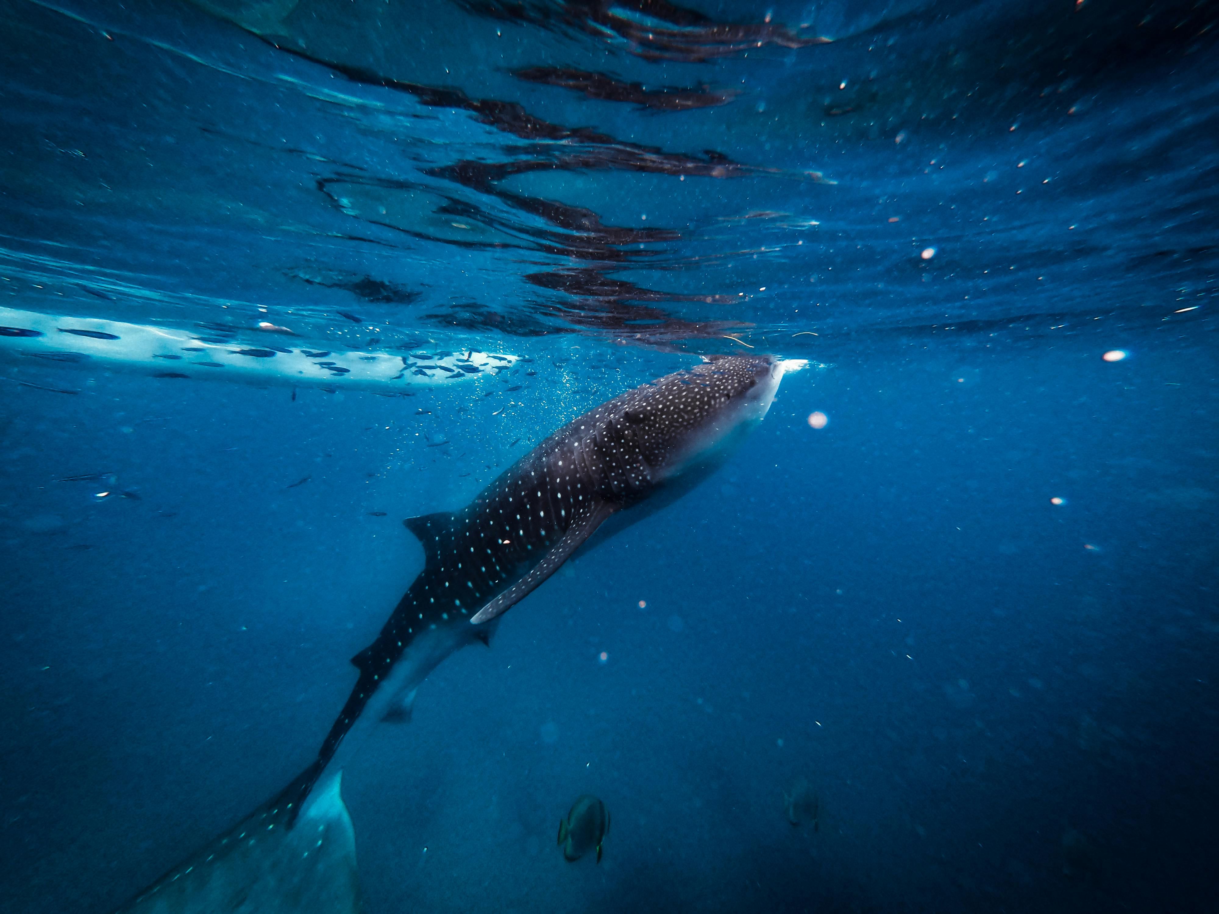 requin baleine sous l'eau