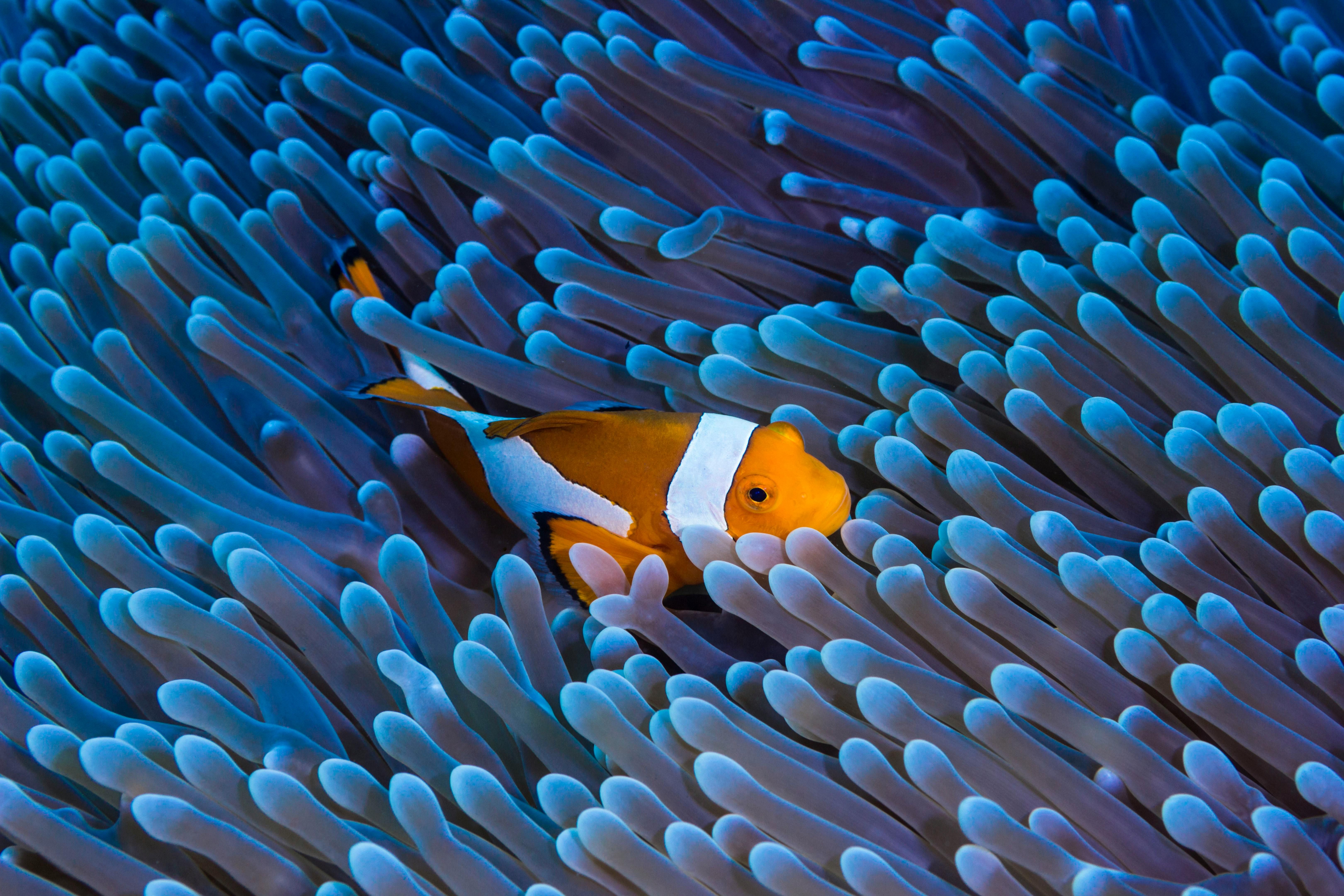 coraux poisson clown