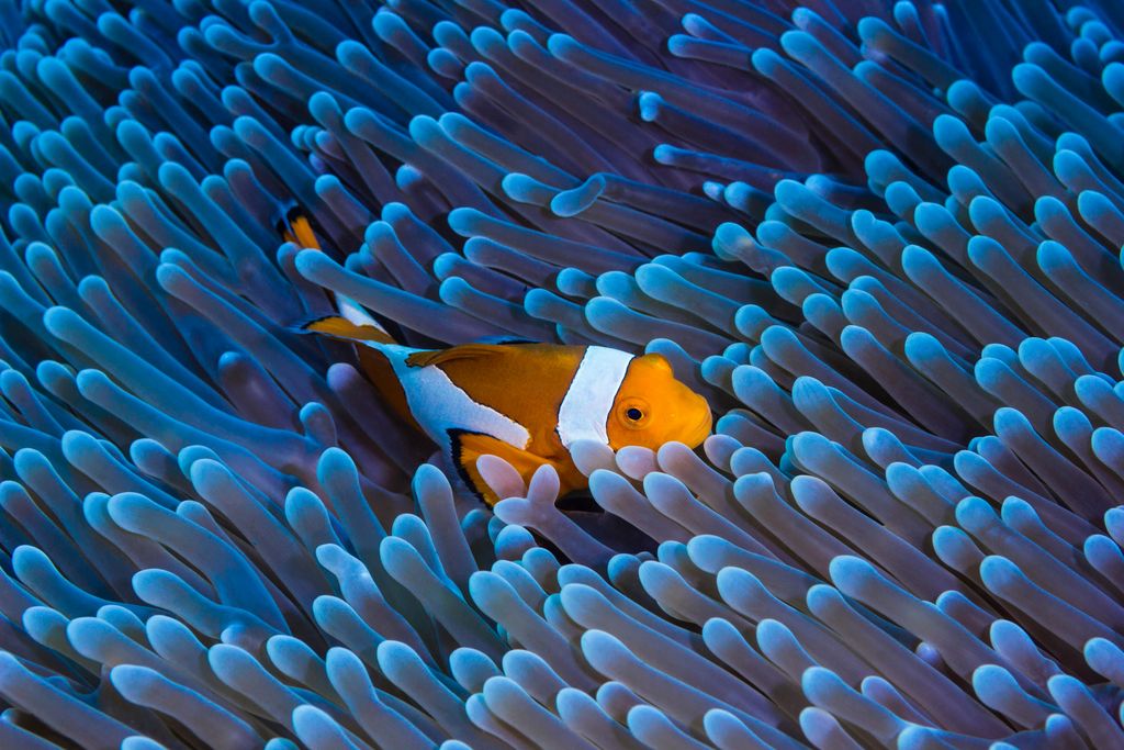 poisson clown