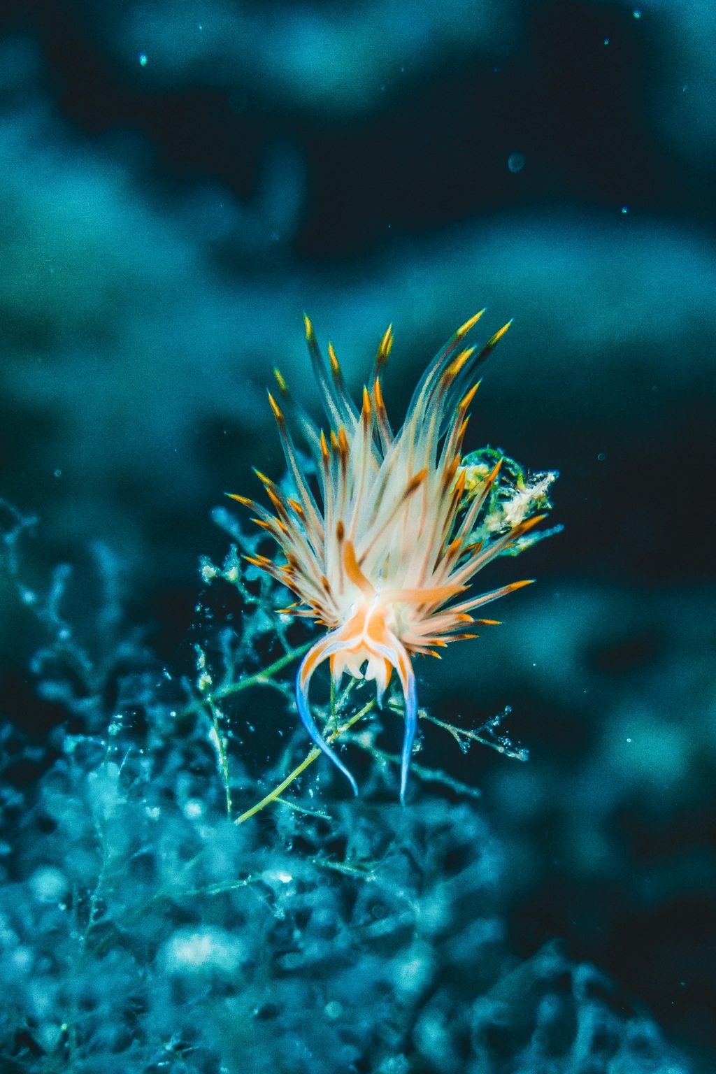nudibranche