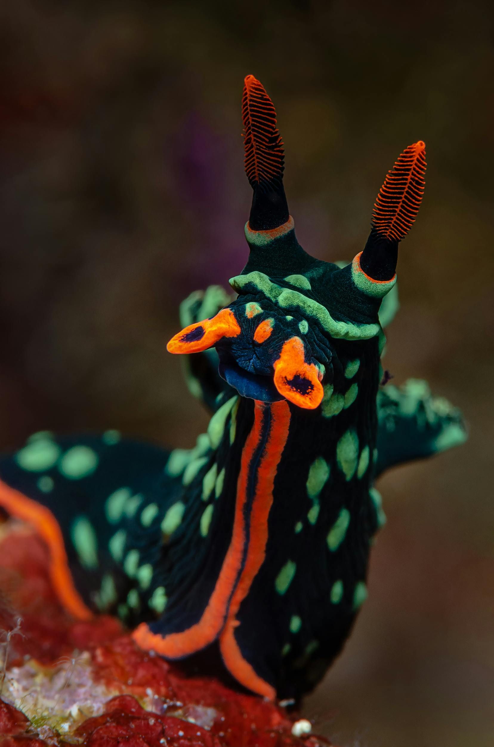 nudibranche