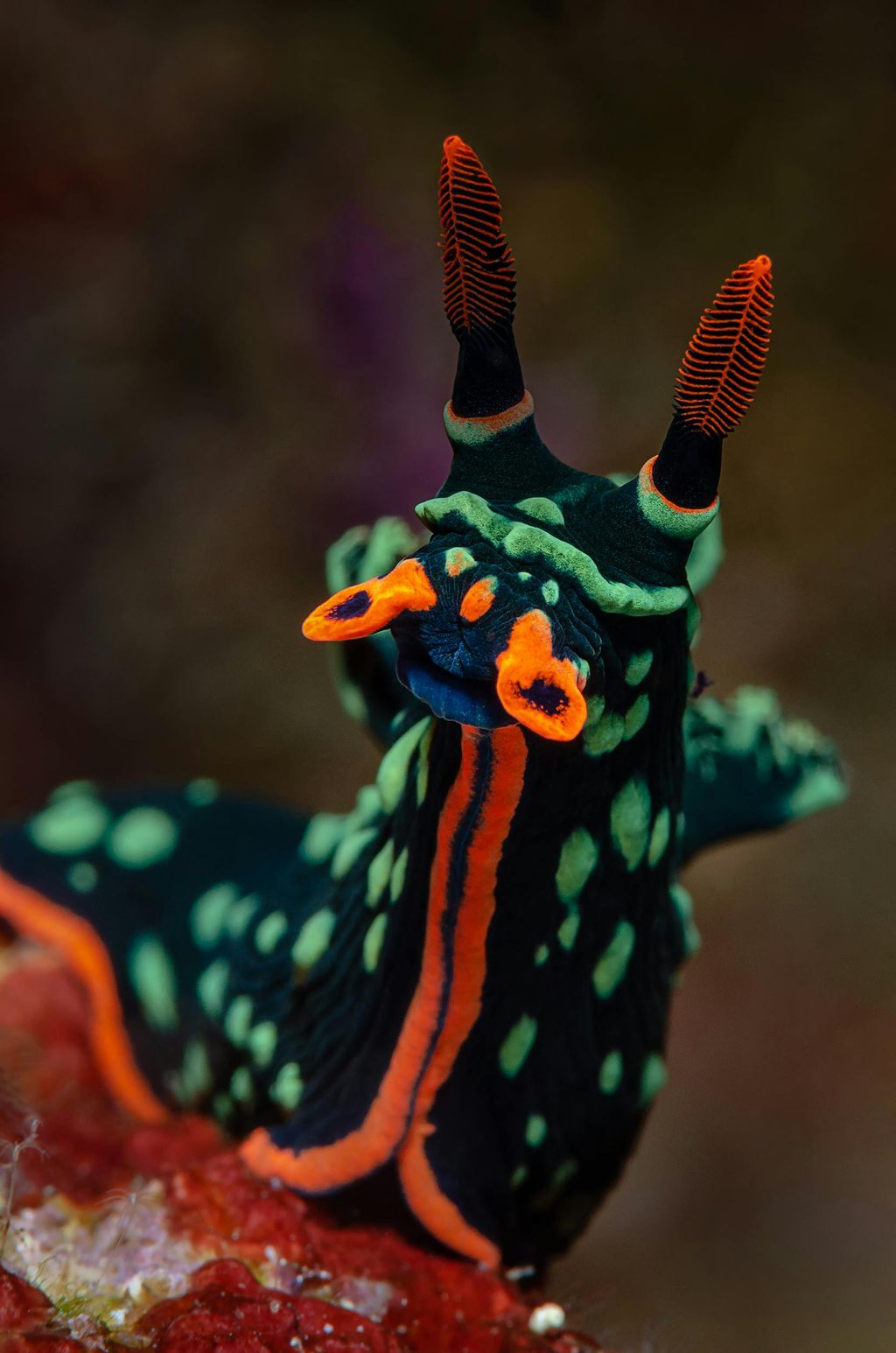 nudibranche