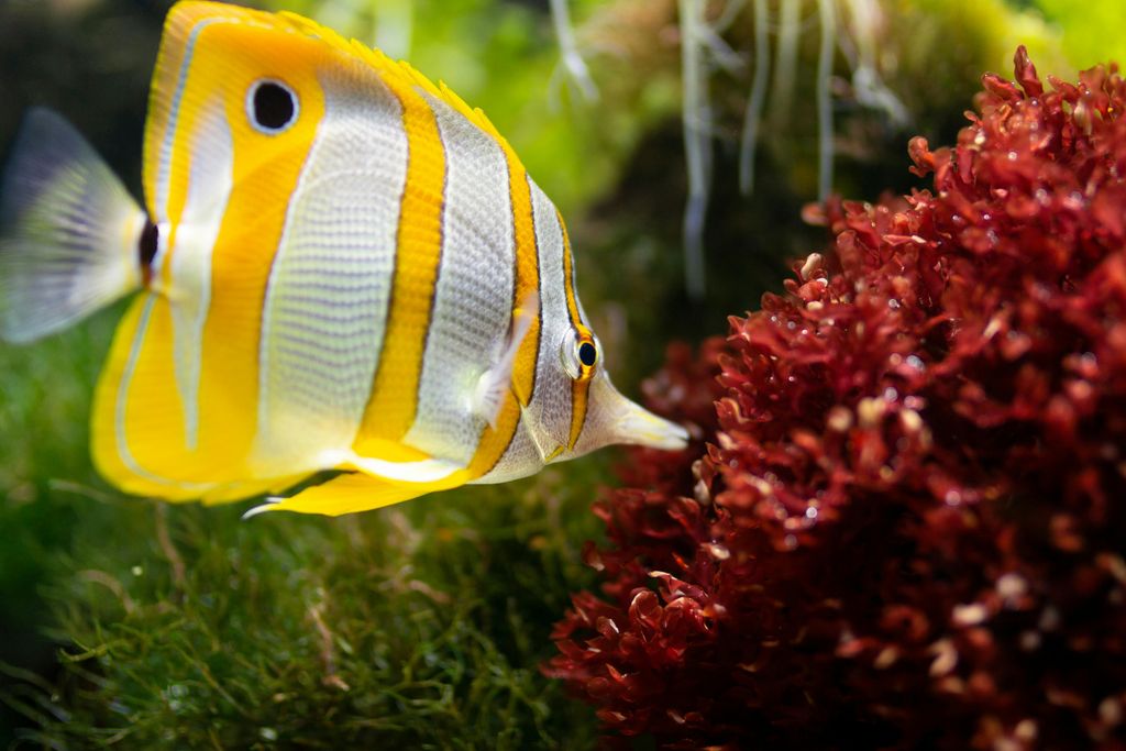 poisson ange