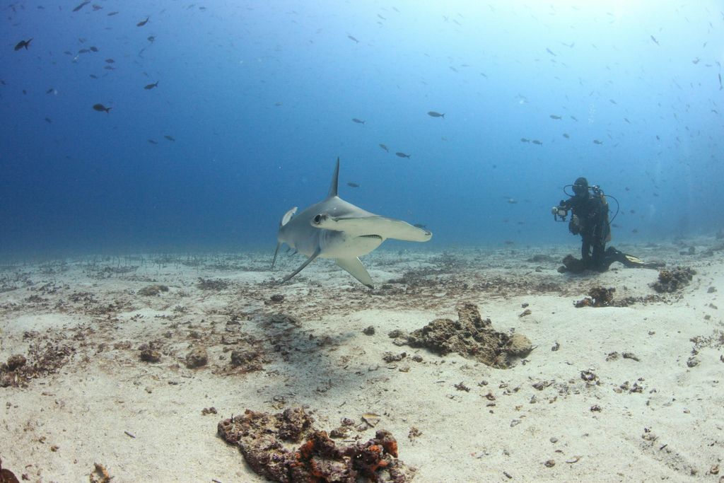 requin marteau plongeur