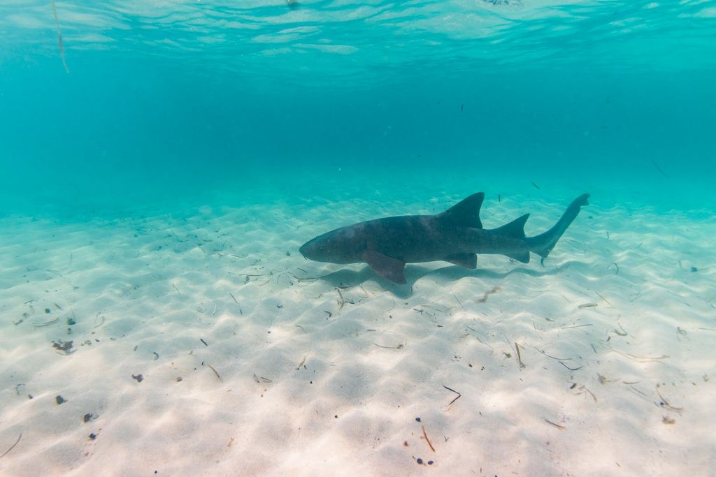 requin nourrice