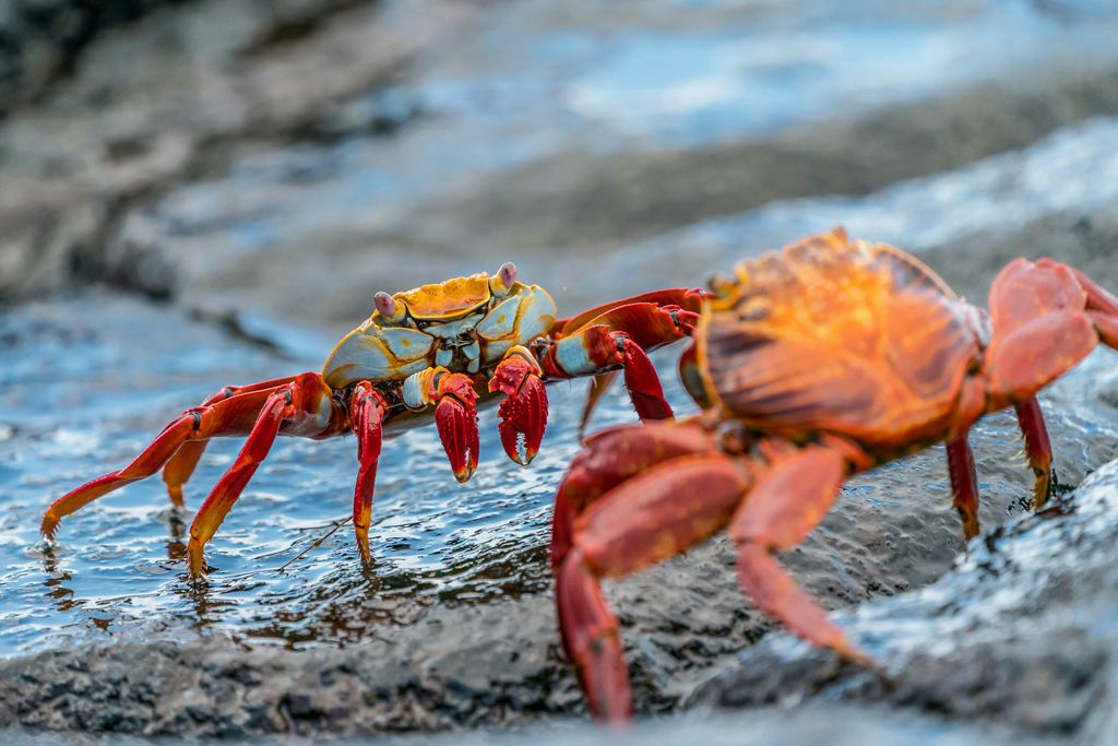 crabe rouge