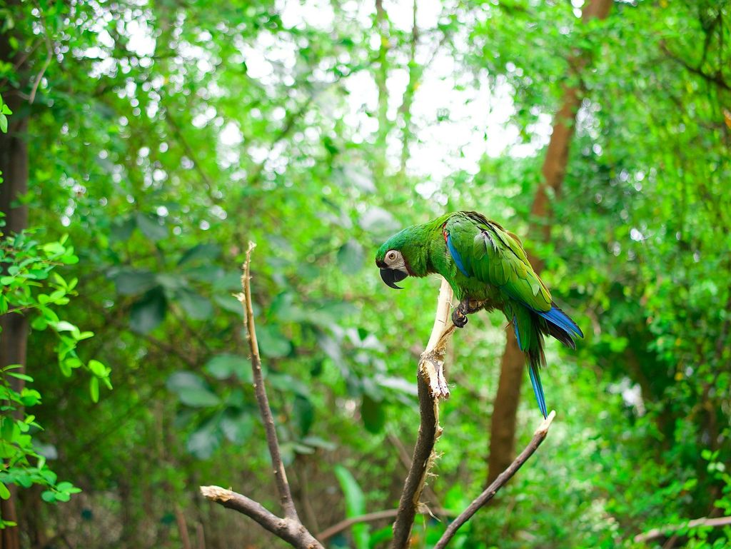 perroquet jungle