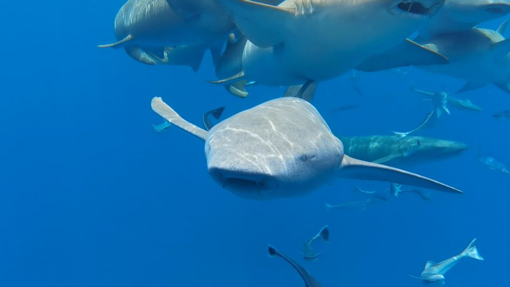 requin