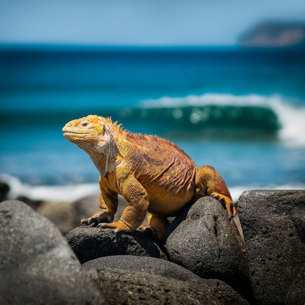 iguanes galapagos