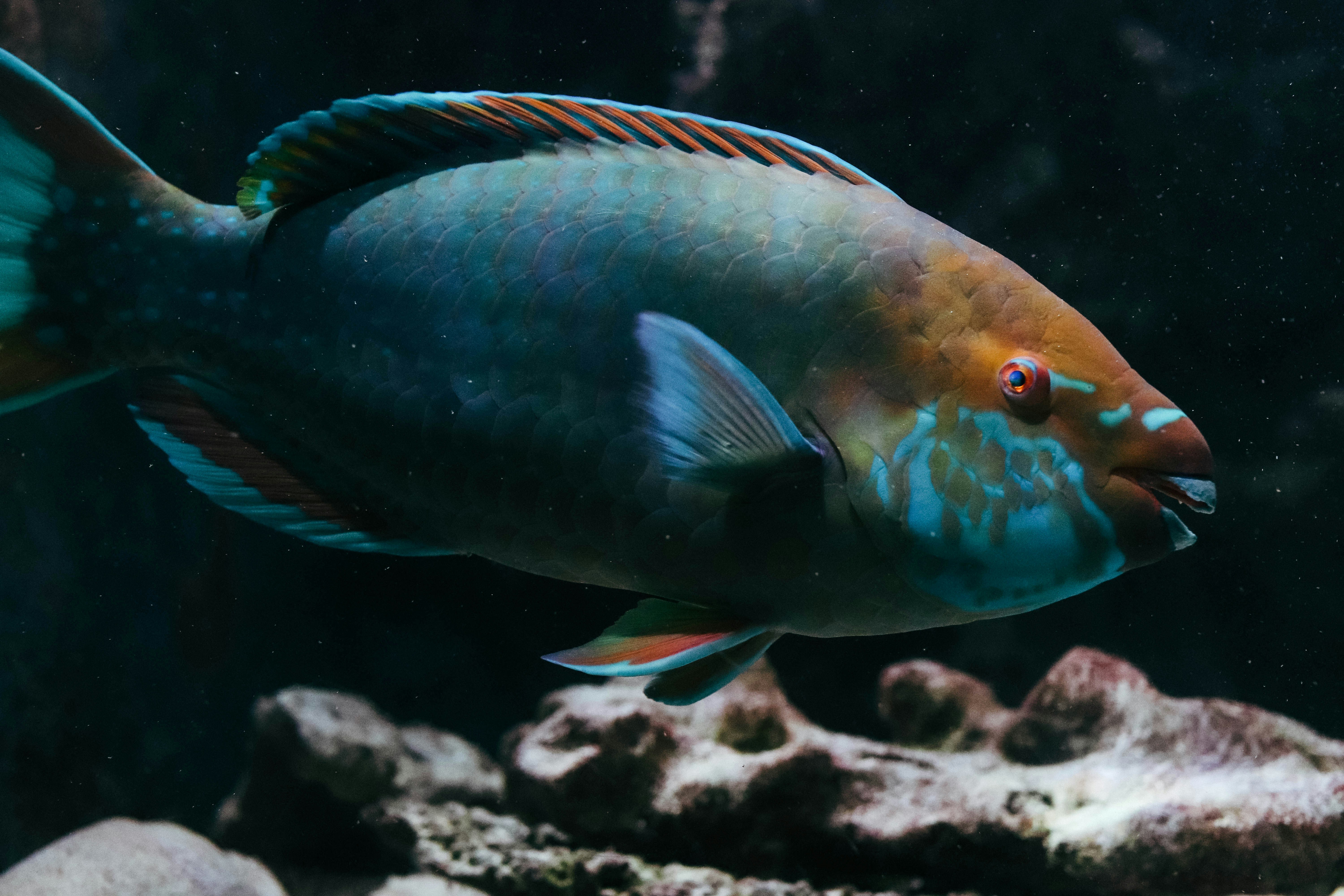 poisson perroquet