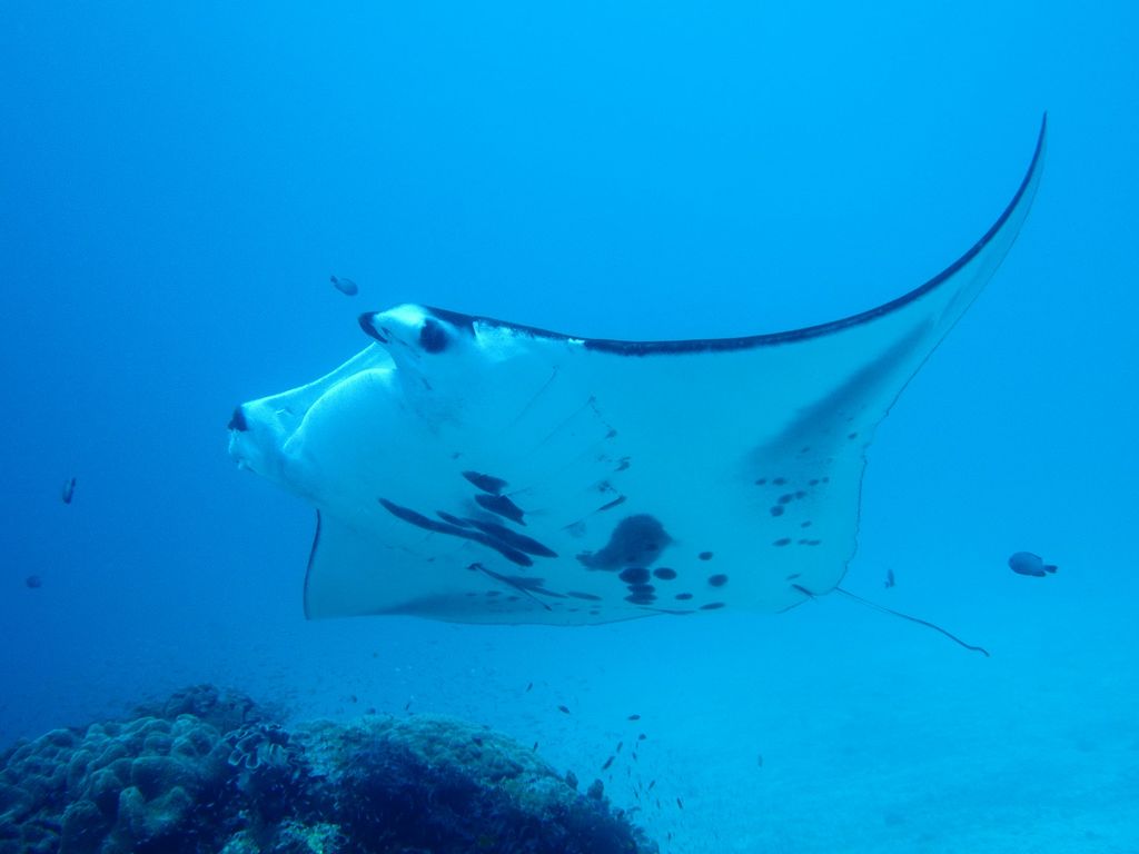 raie manta