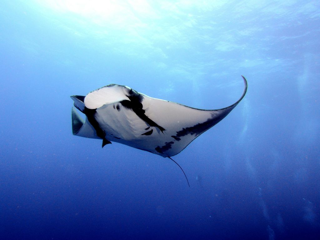 Raie Manta