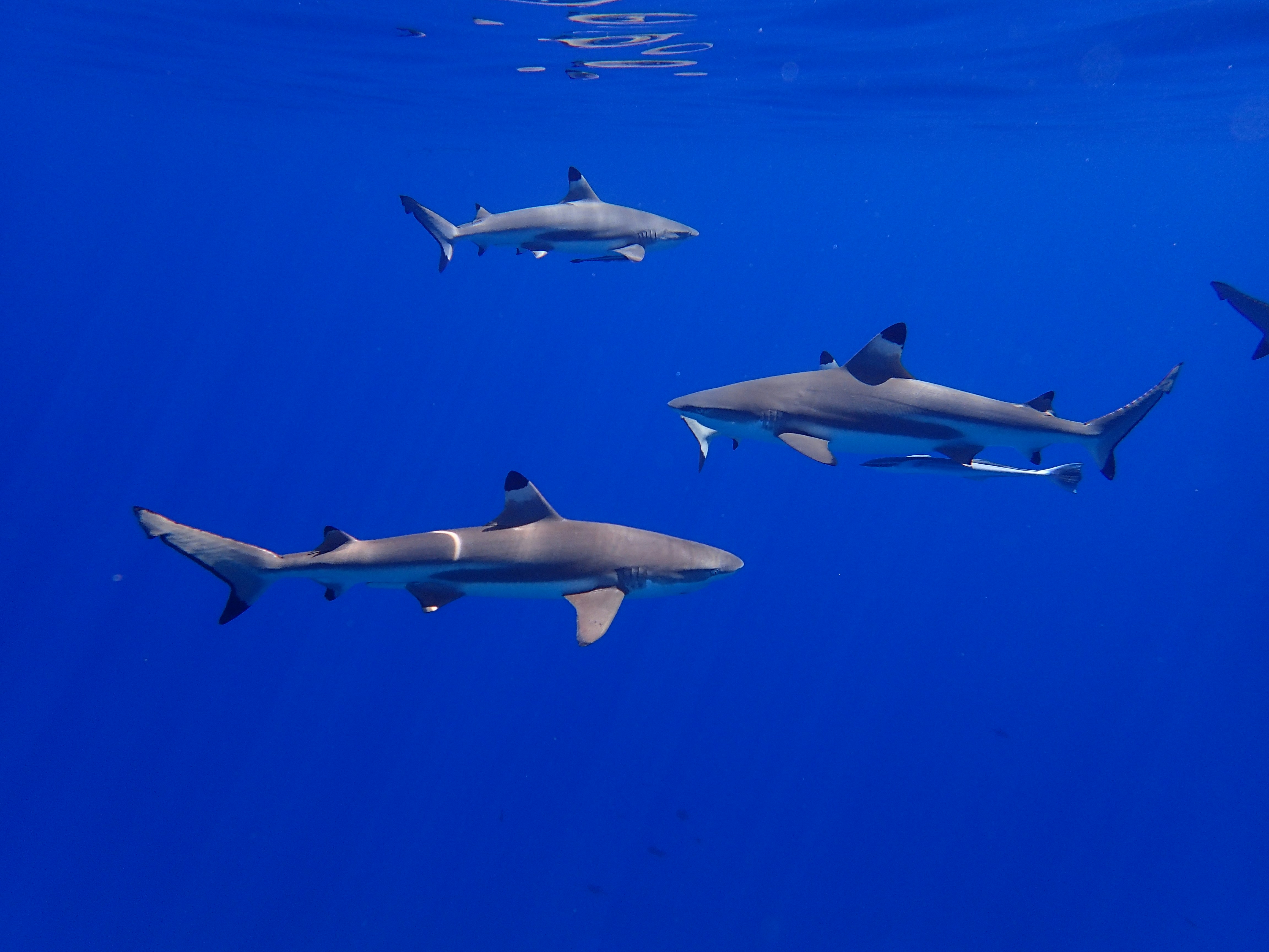 requin à pointe noire