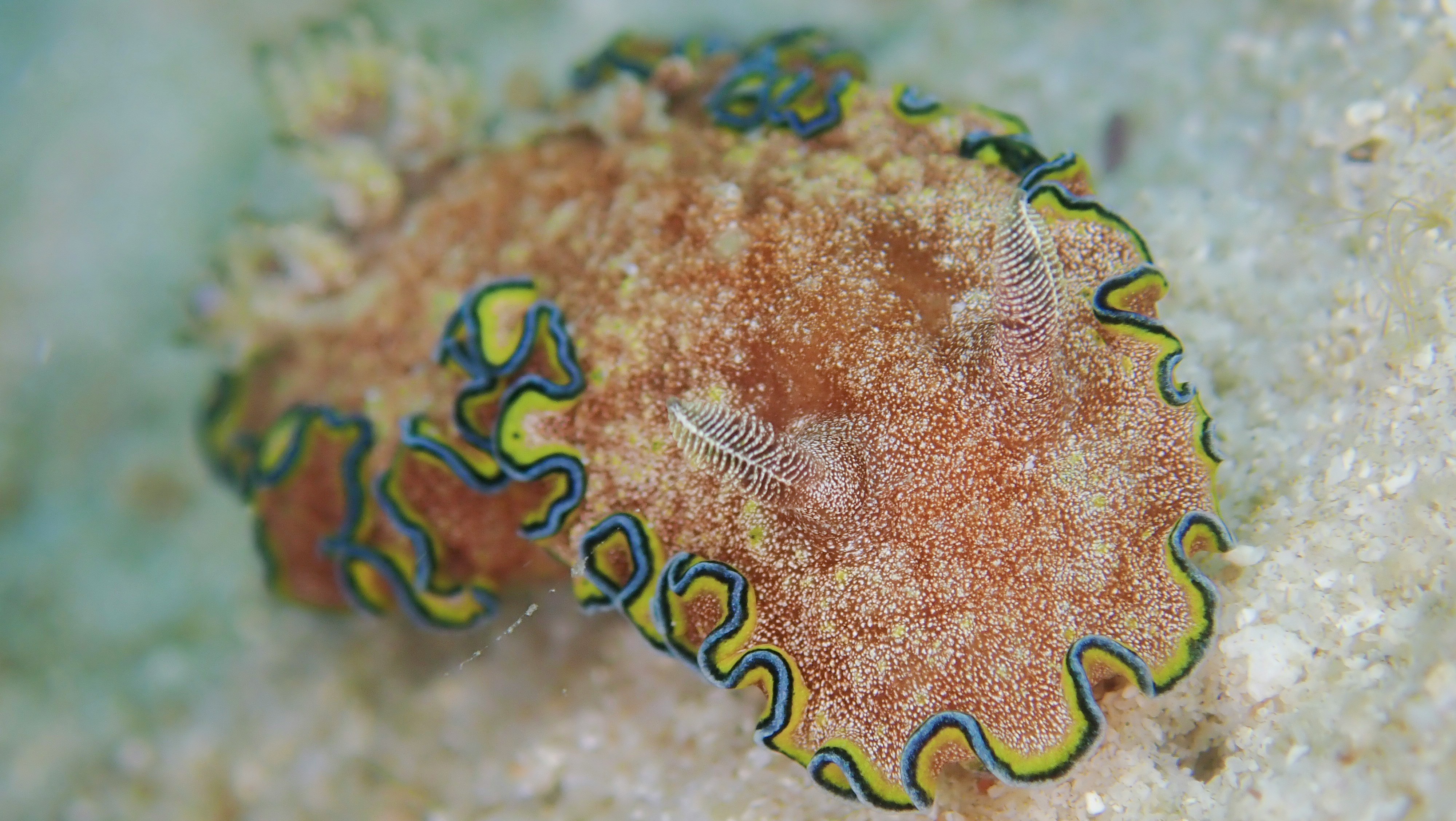 nudibranche