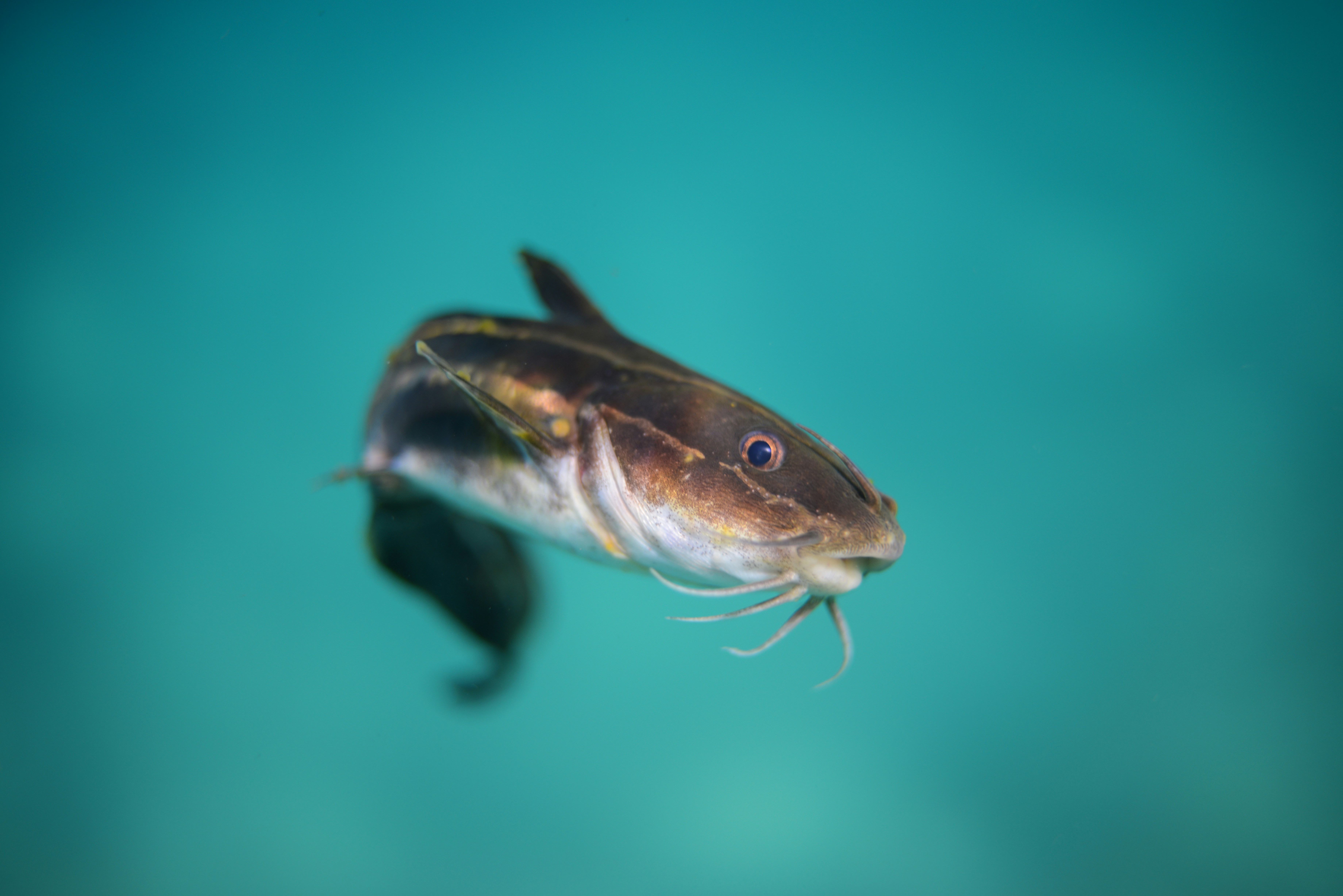 poisson chat