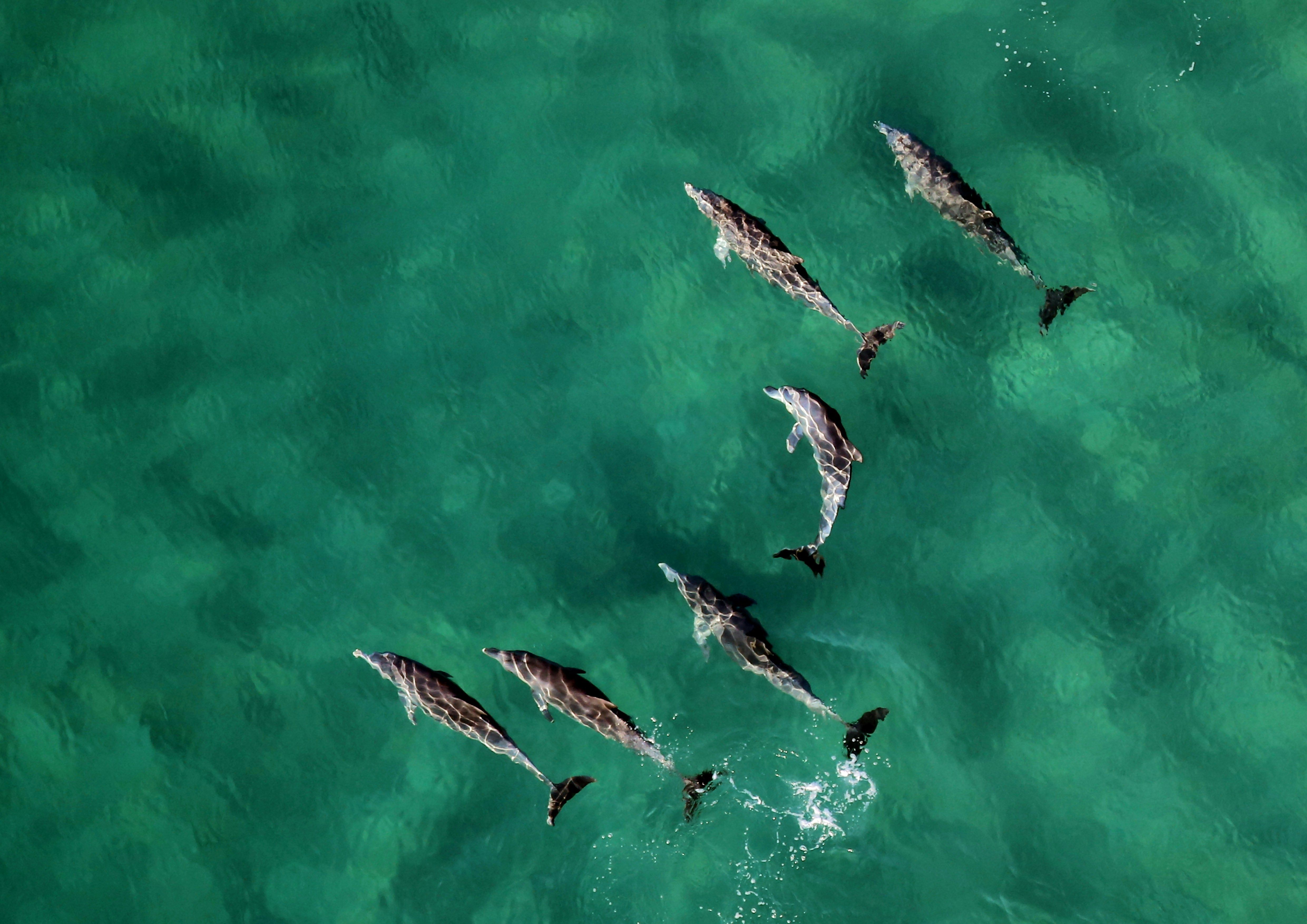 dauphins mozambique