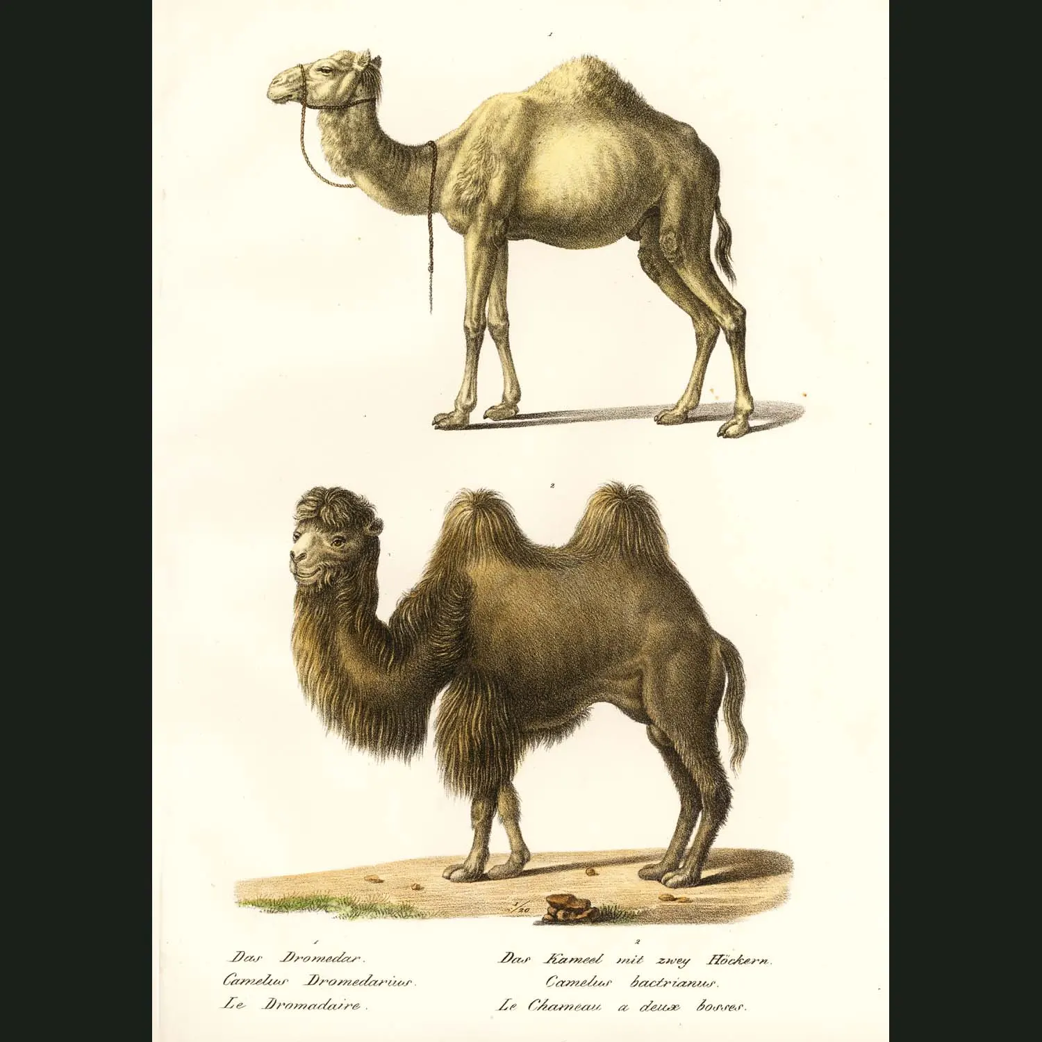camel and dromedary