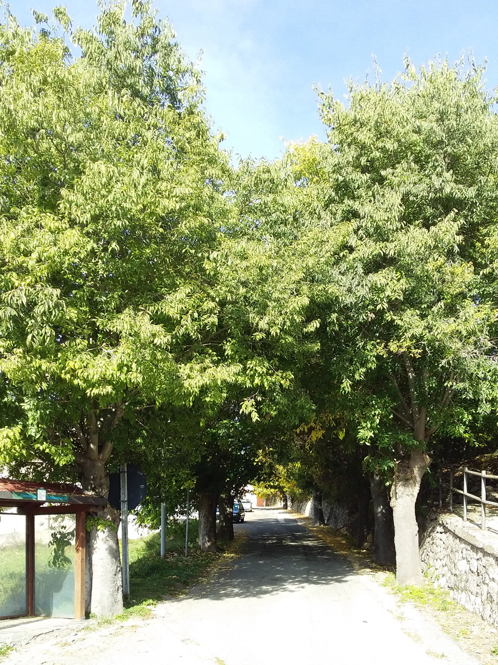Viale della Rimembranza di Fagnano Alto