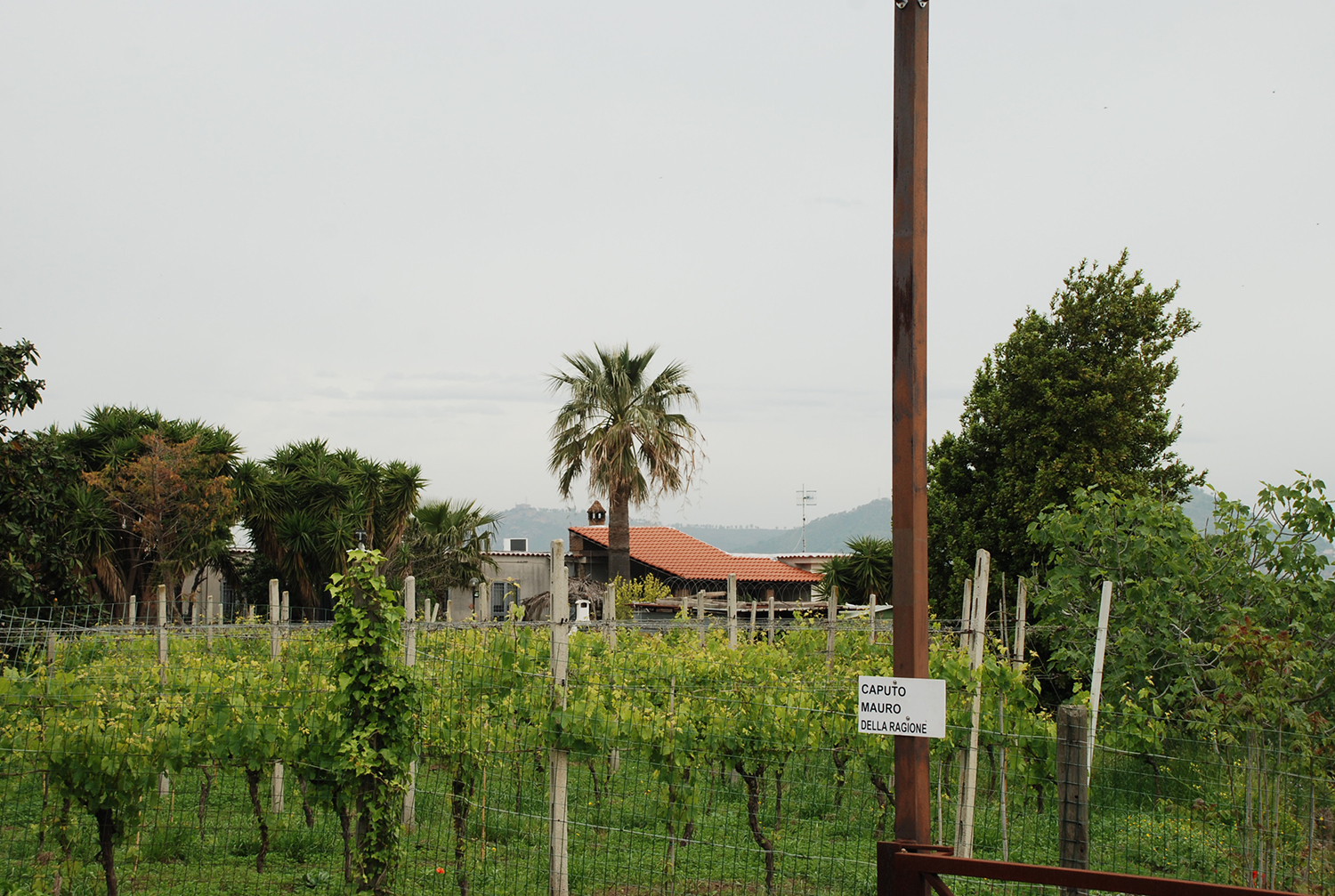 Azienda agricola D'orazio