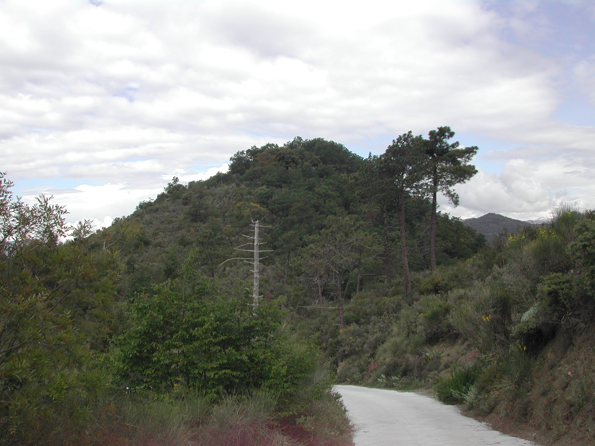 Monte Osaggio